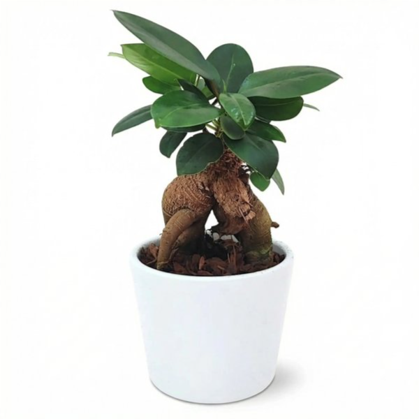 Bonsai ficus ginseng in vaso ceramica bianco
