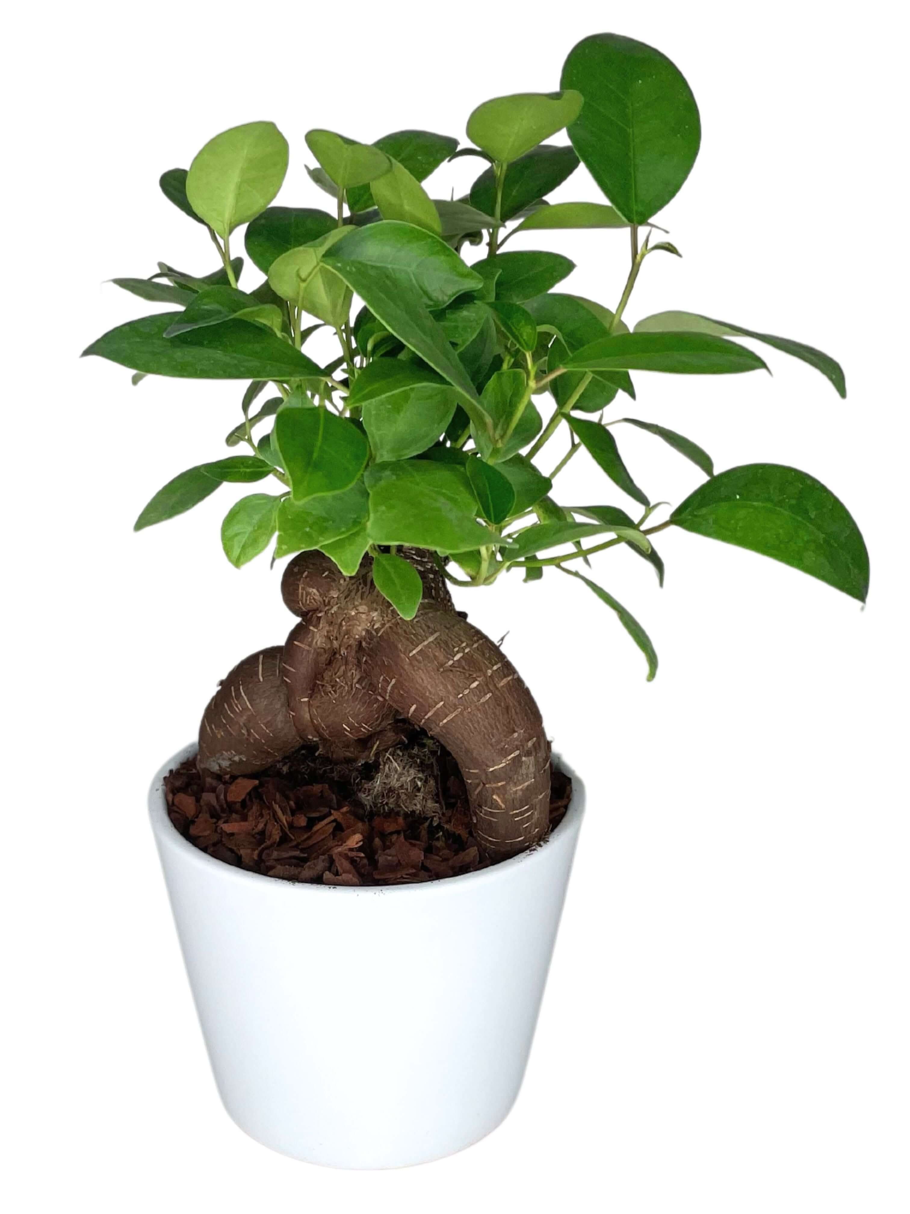Bonsai Mini Ficus Ginseng in Vaso di Ceramica