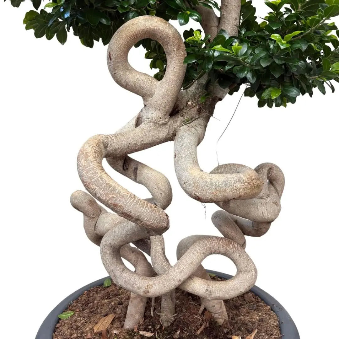 Bonsai Ficus Microcarpa "Dragon Shape" D. 60 CM H. 200 CM