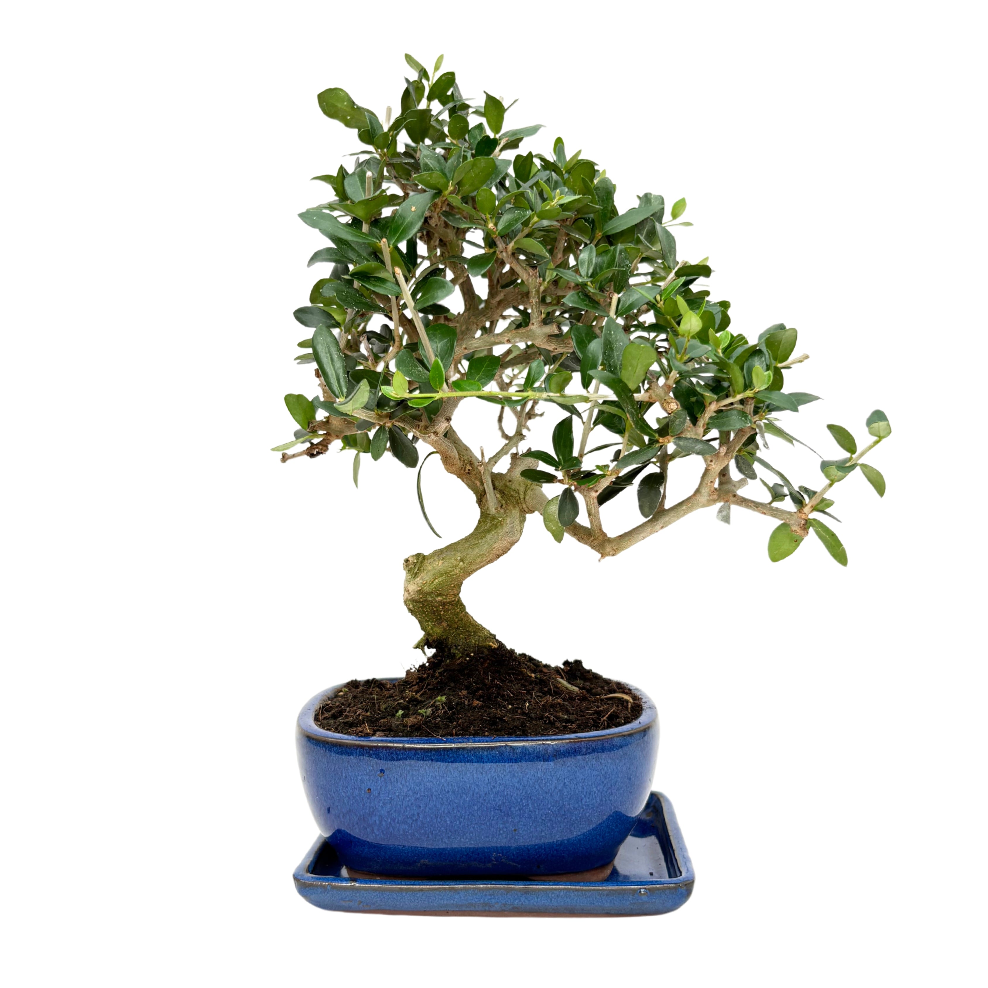 Bonsai Olea Europaea Sylvestris 8 Anni - Collezione Premium