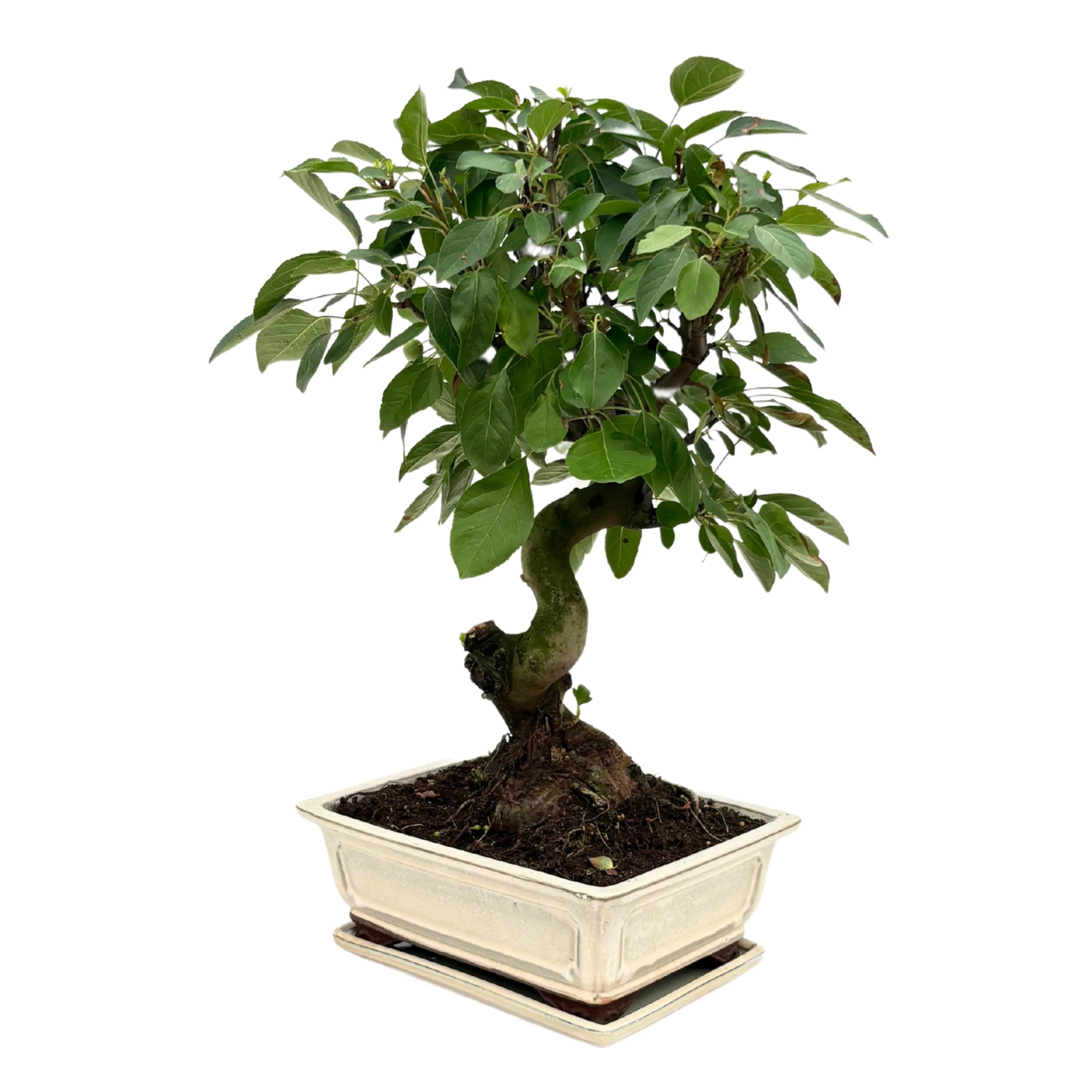 Bonsai Melo 14 Anni - Collezione Premium