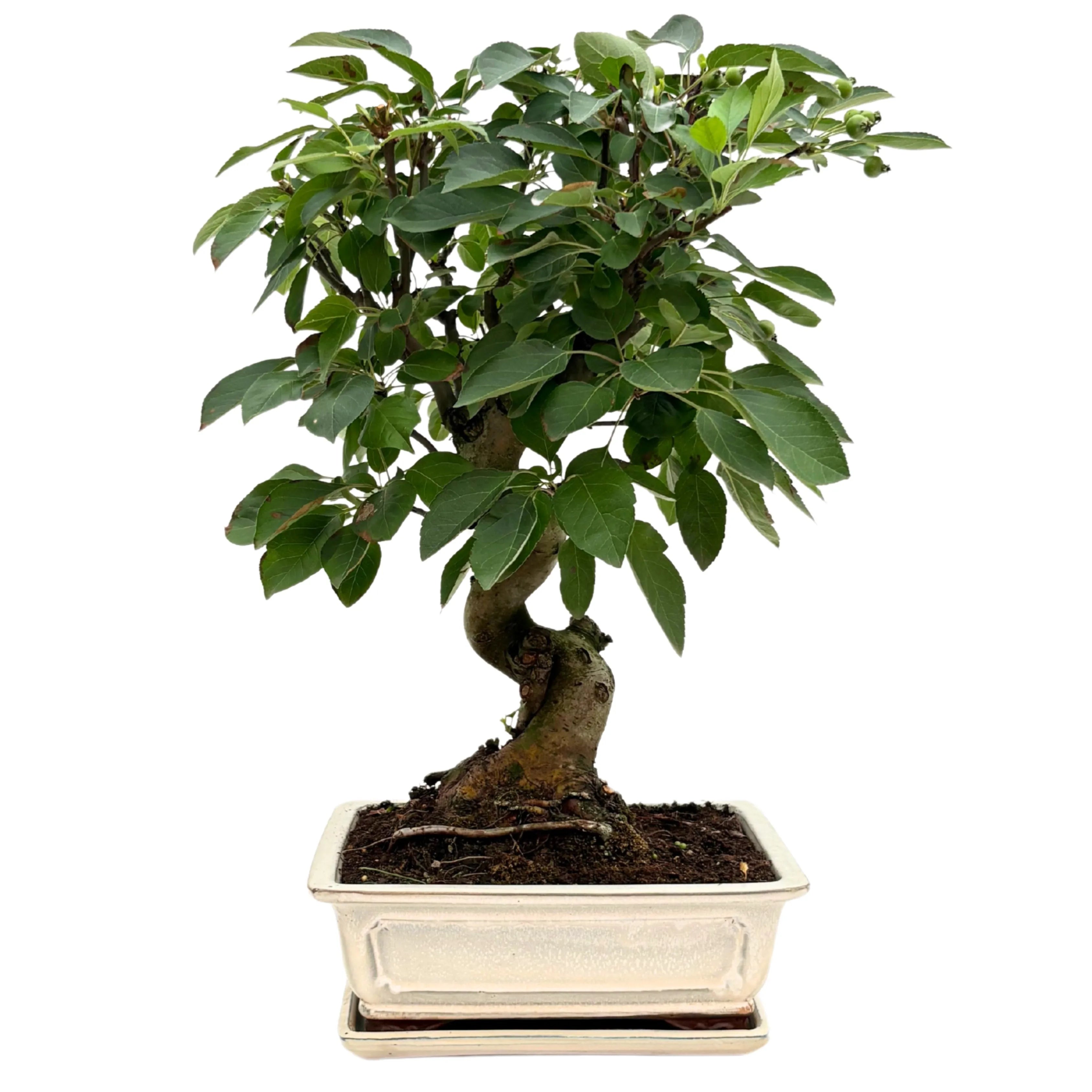 Bonsai Melo 14 Anni - Collezione Premium