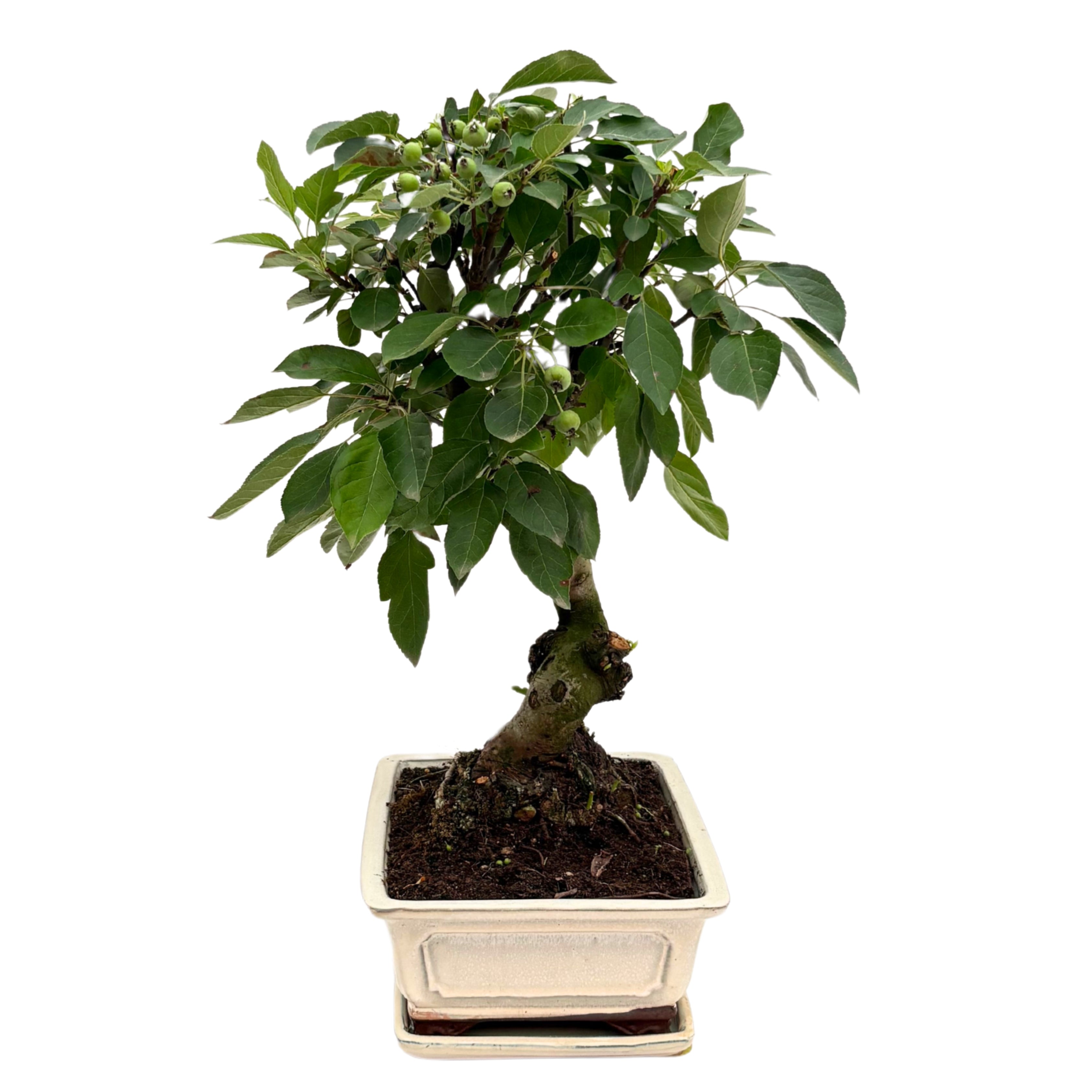 Bonsai Melo 14 Anni - Collezione Premium