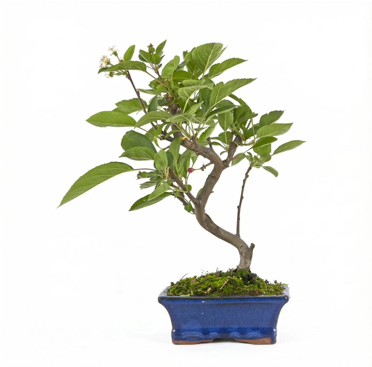 Bonsai Melo 7 anni - Collezione premium edizione festa dei nonni