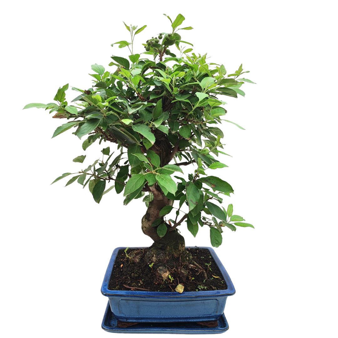 Bonsai Melo Pzerwiam 21 Anni - Collezione Premium