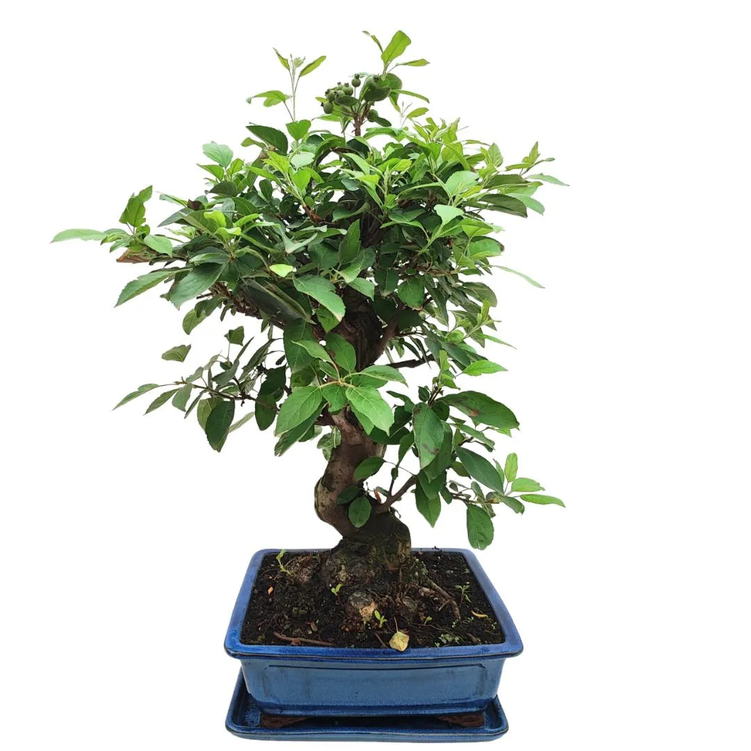 Bonsai Melo Pzerwiam 21 Anni - Collezione Premium