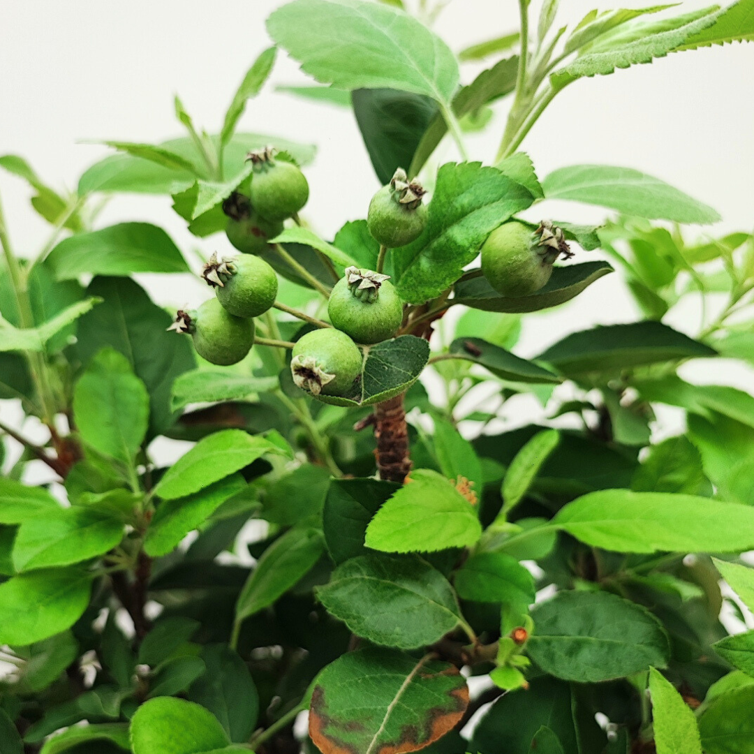 Bonsai Melo Pzerwiam 21 Anni - Collezione Premium