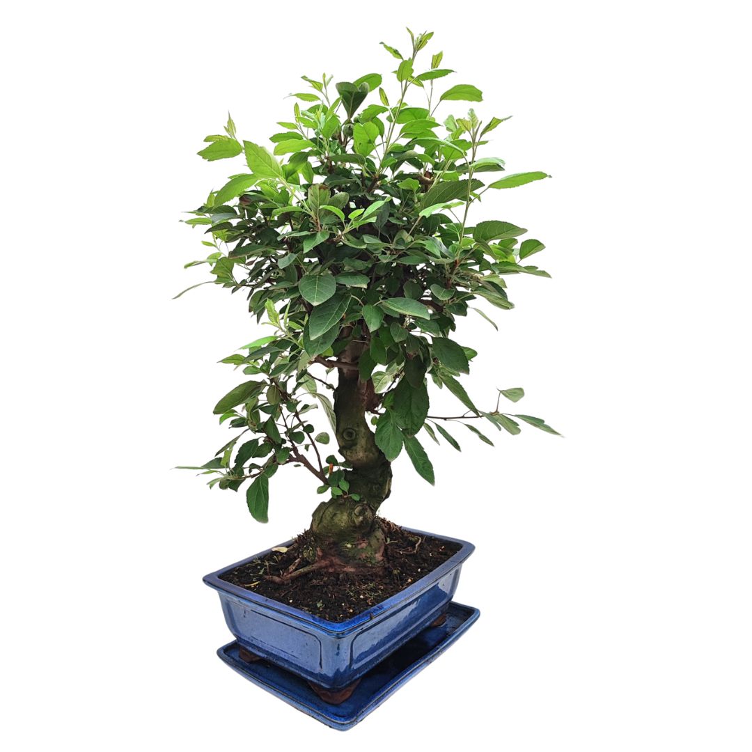 Bonsai Melo Pzerwiam 21 Anni - Collezione Premium