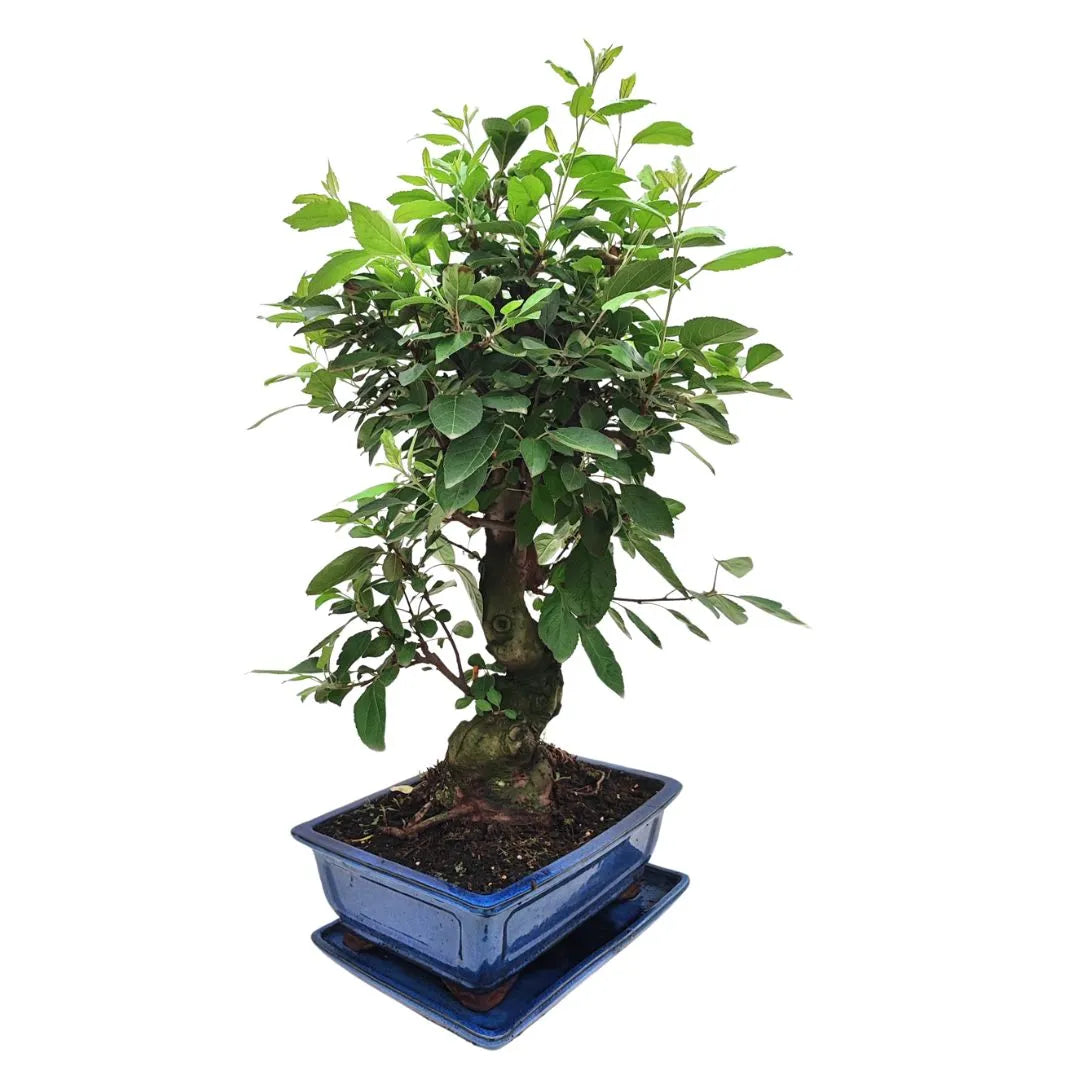 Bonsai Melo Pzerwiam 21 Anni - Collezione Premium