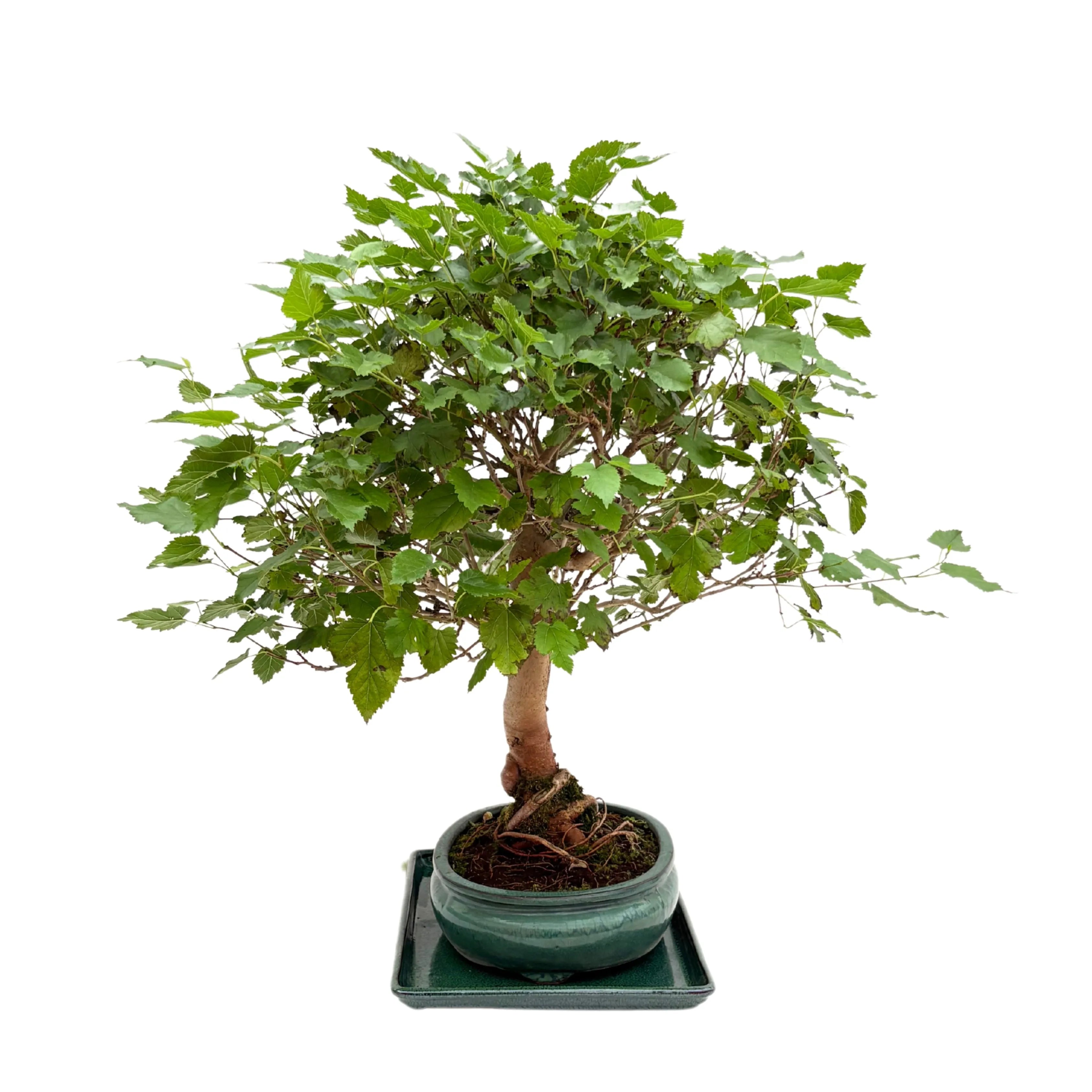 Bonsai Morus sp. (Gelso) 15 Anni - Collezione Premium