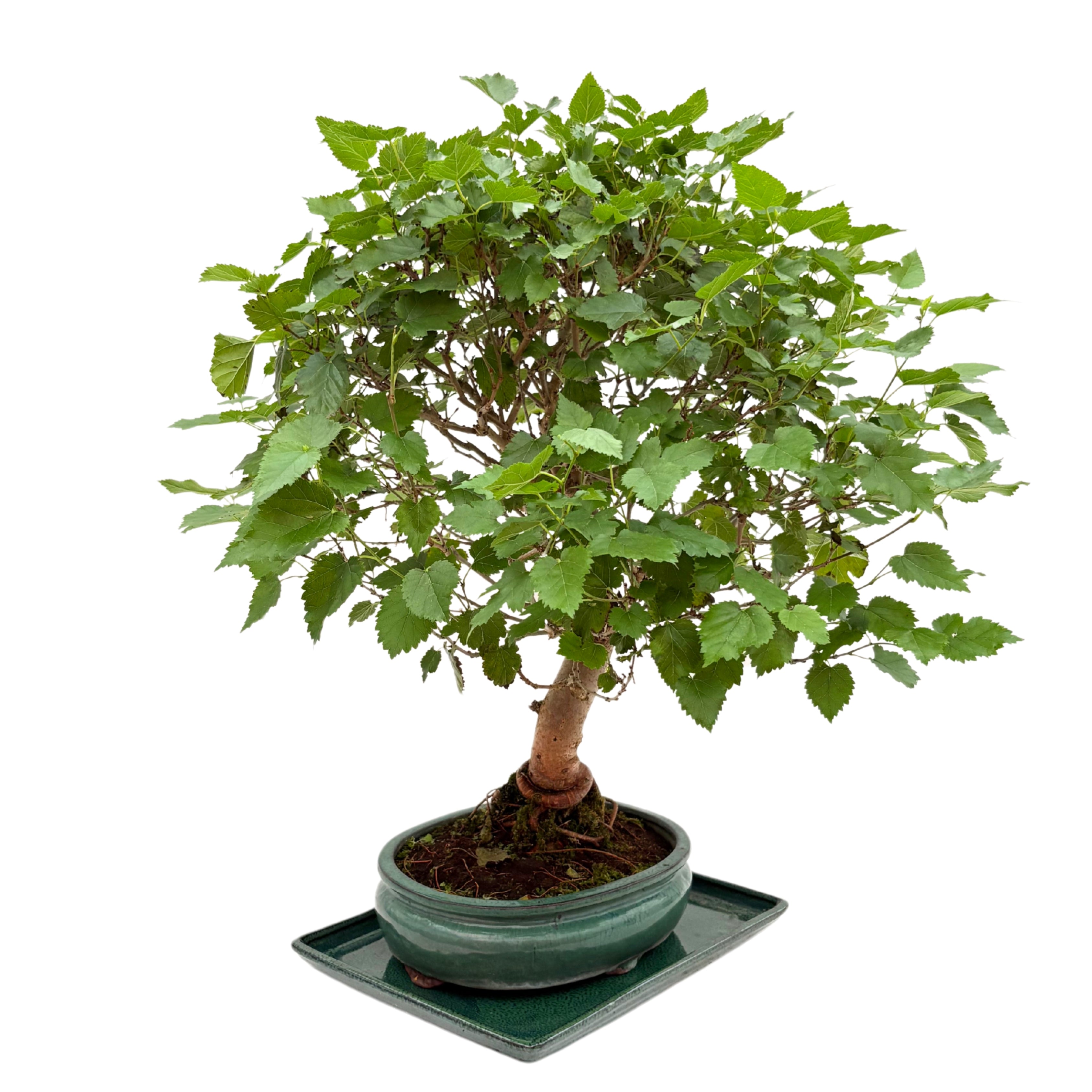 Bonsai Morus sp. (Gelso) 15 Anni - Collezione Premium