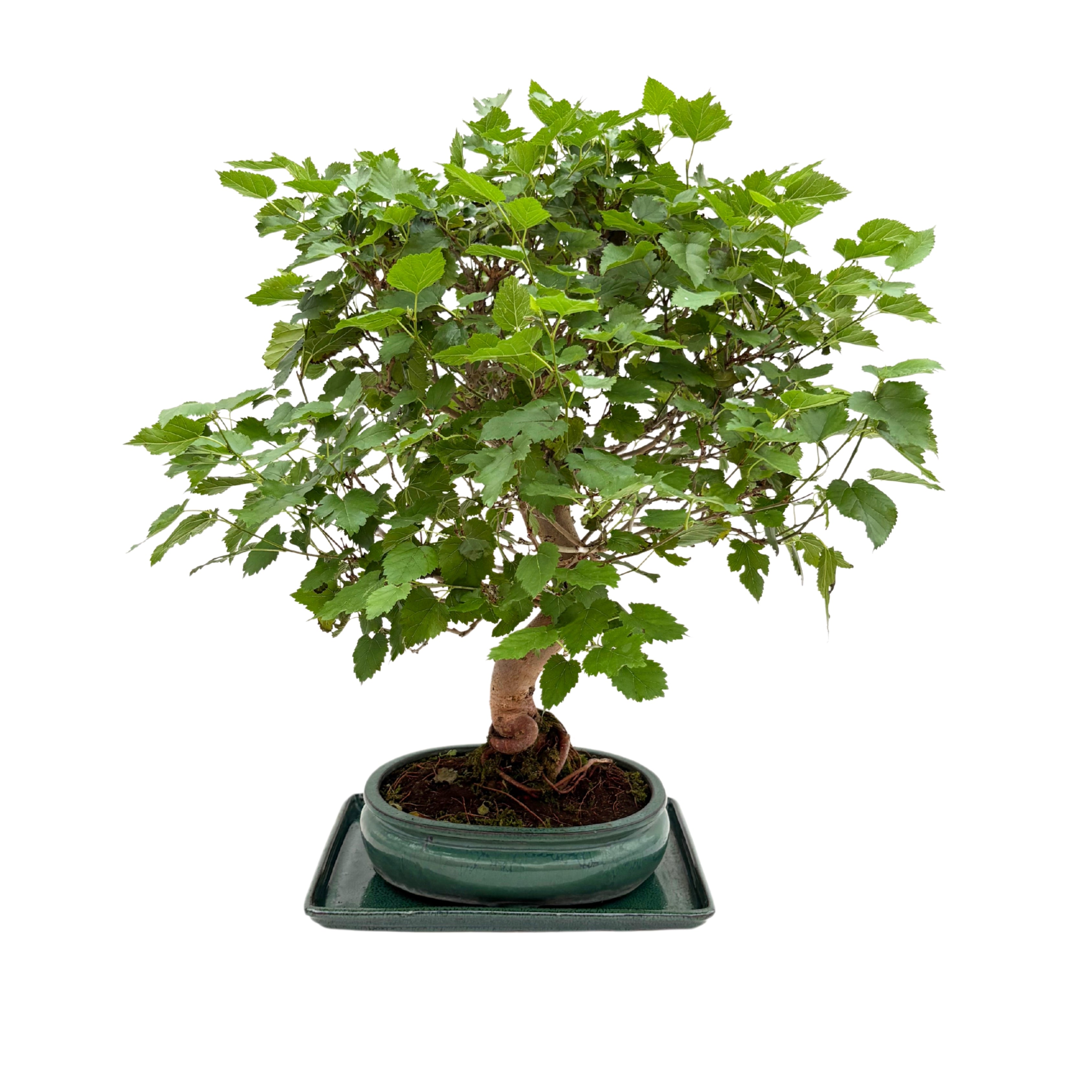 Bonsai Morus sp. (Gelso) 15 Anni - Collezione Premium