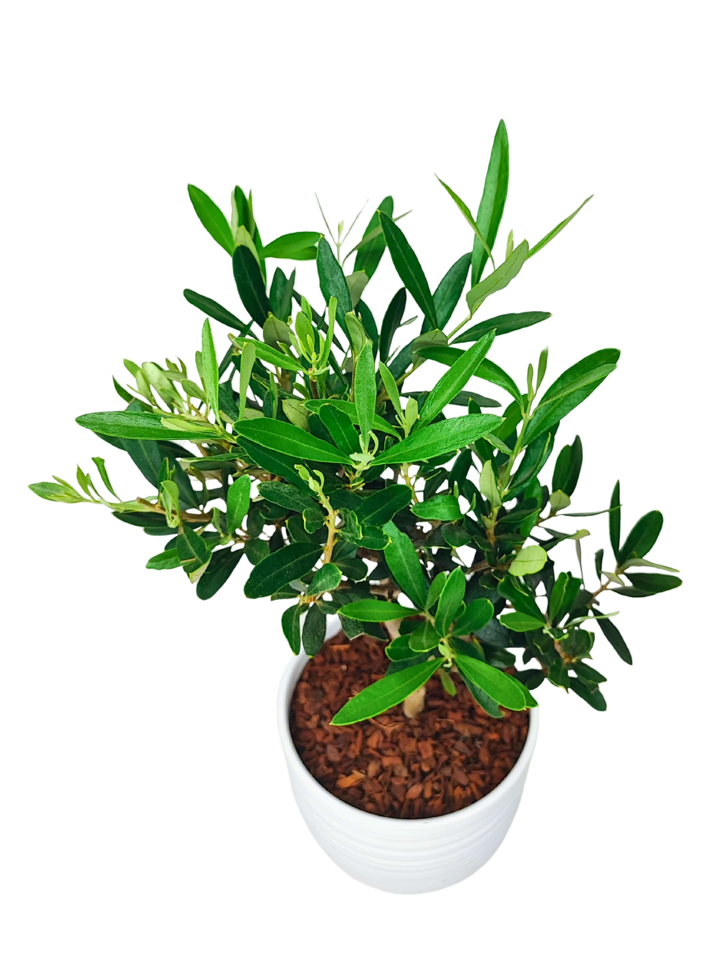Bonsai Olivo - Altezza Pianta 40 cm, Vaso di Ceramica Bergamo