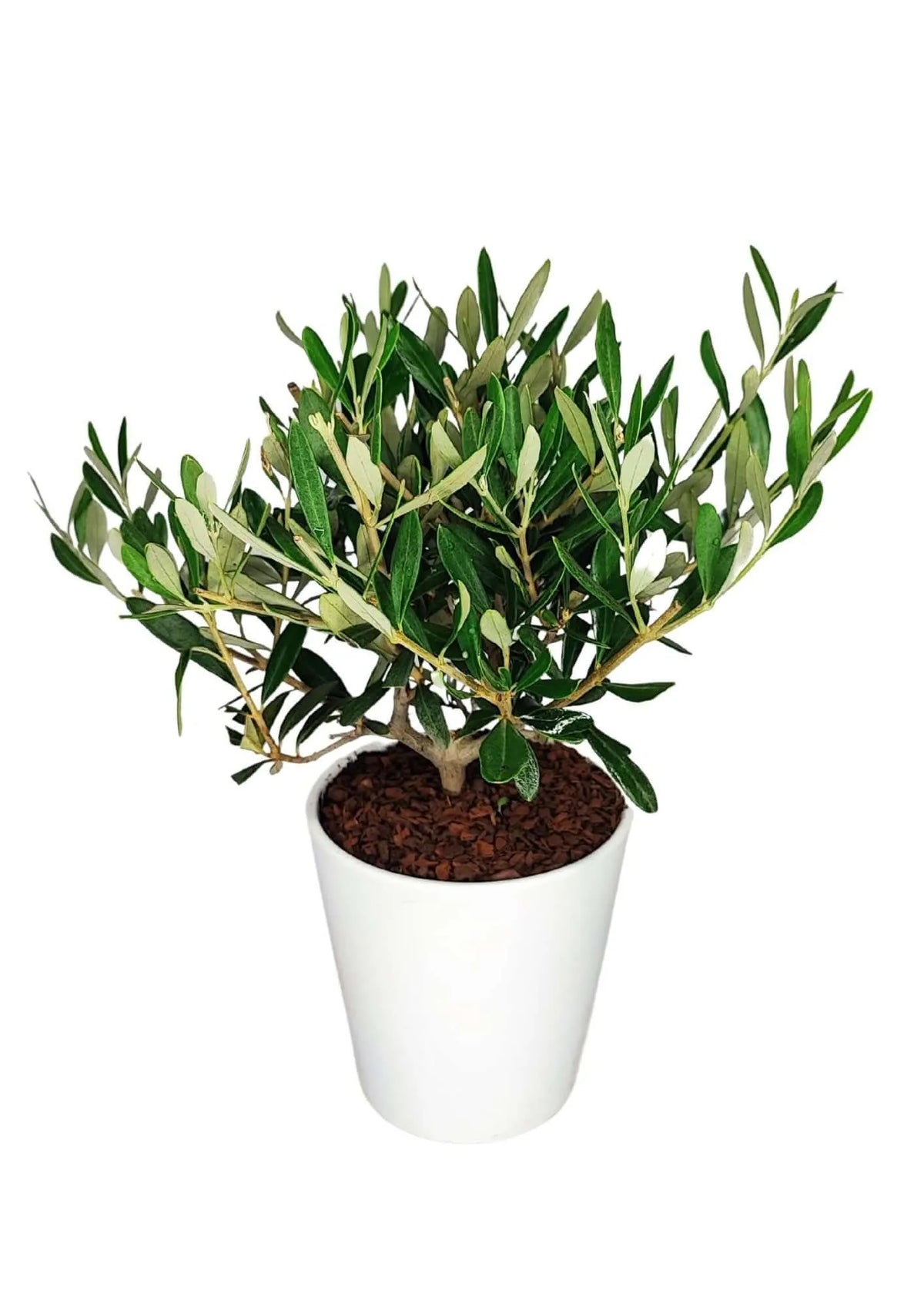Olivo Bonsai Dallas Midi - Altezza Pianta 40 cm