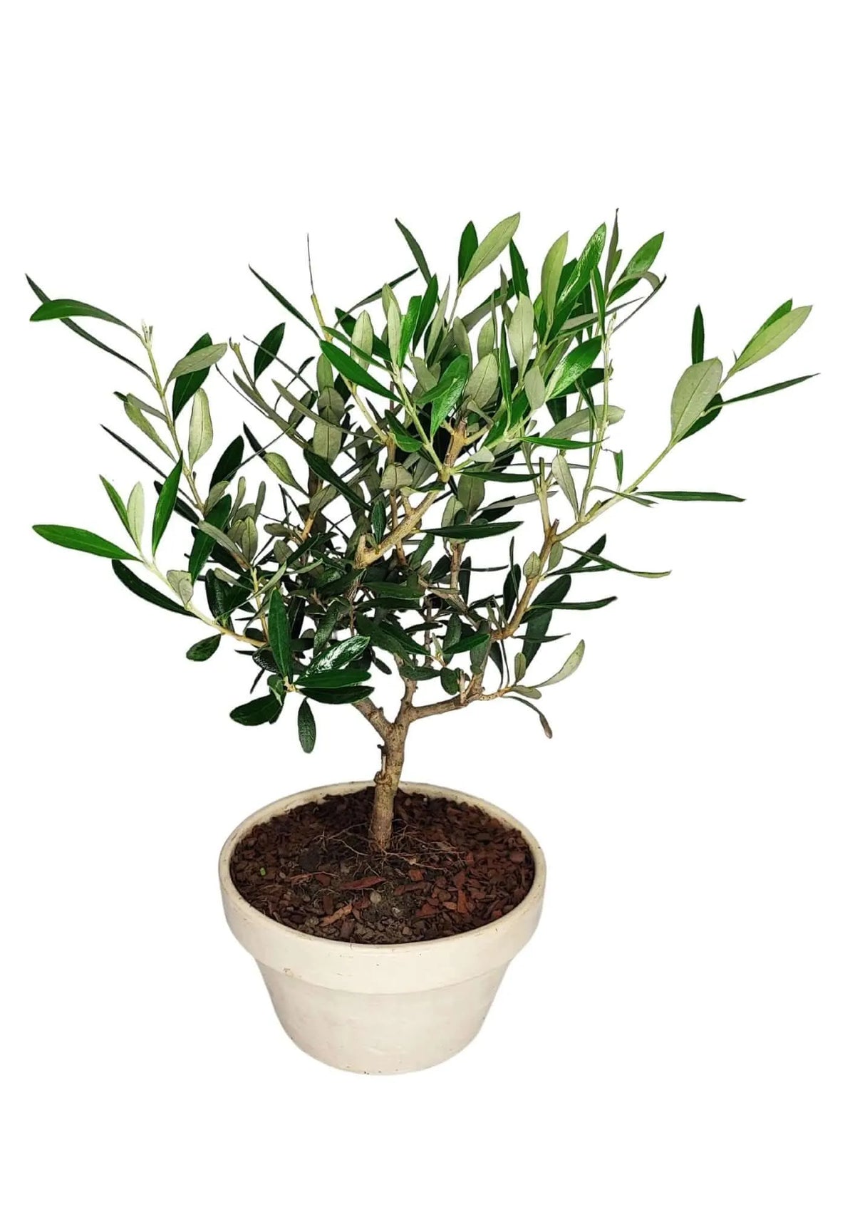 Olivo Bonsai Vaso in Terracotta GranitAltezza Pianta 40 cm