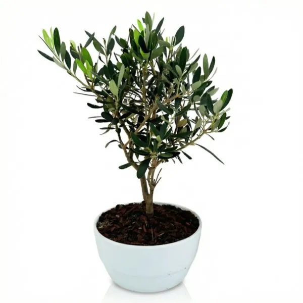 Bonsai Olivo in vaso ceramica Novara