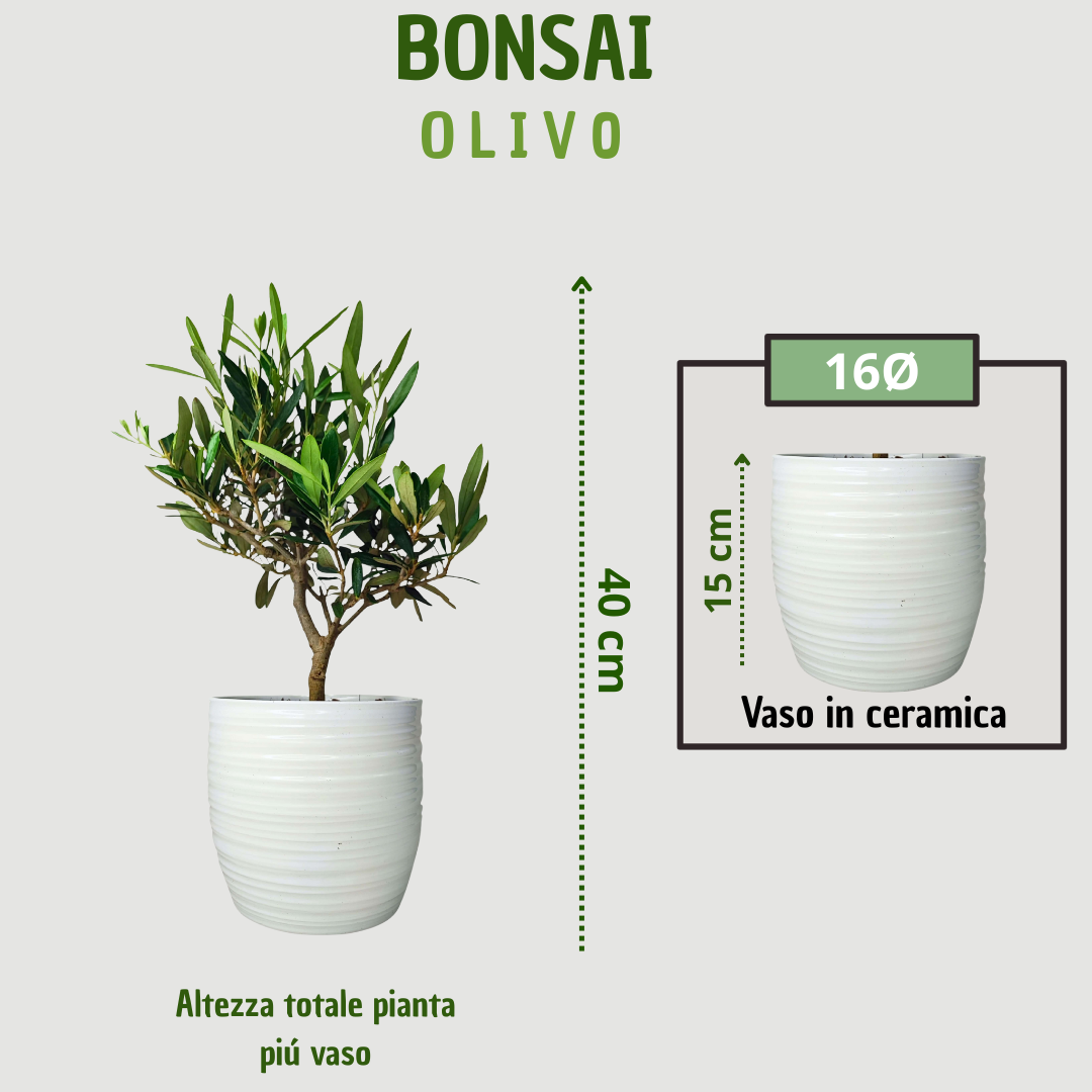 Bonsai Olivo - Altezza Pianta 40 cm, Vaso di Ceramica Bergamo