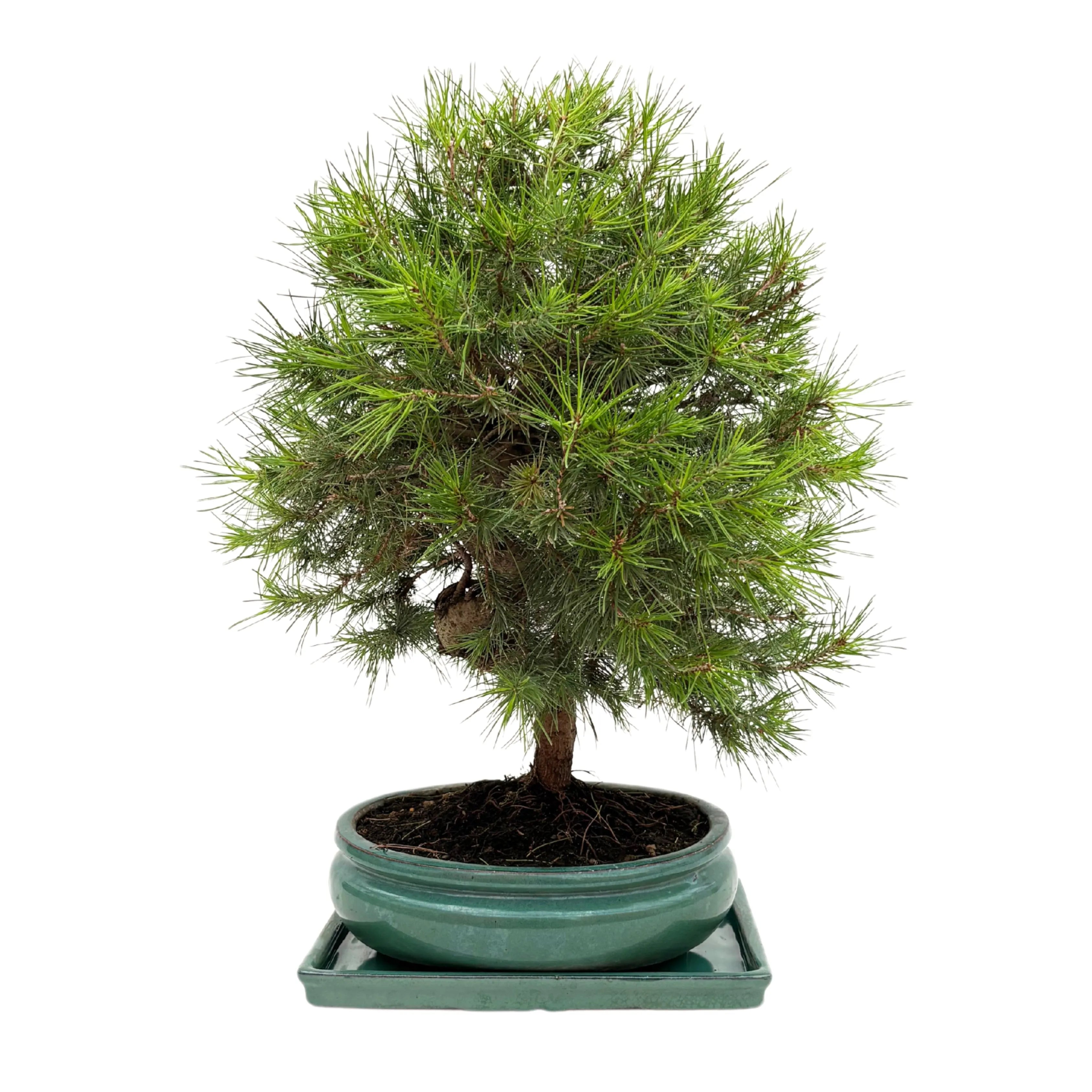 Bonsai Pinus Halepensis 14 Anni - Collezione Premium