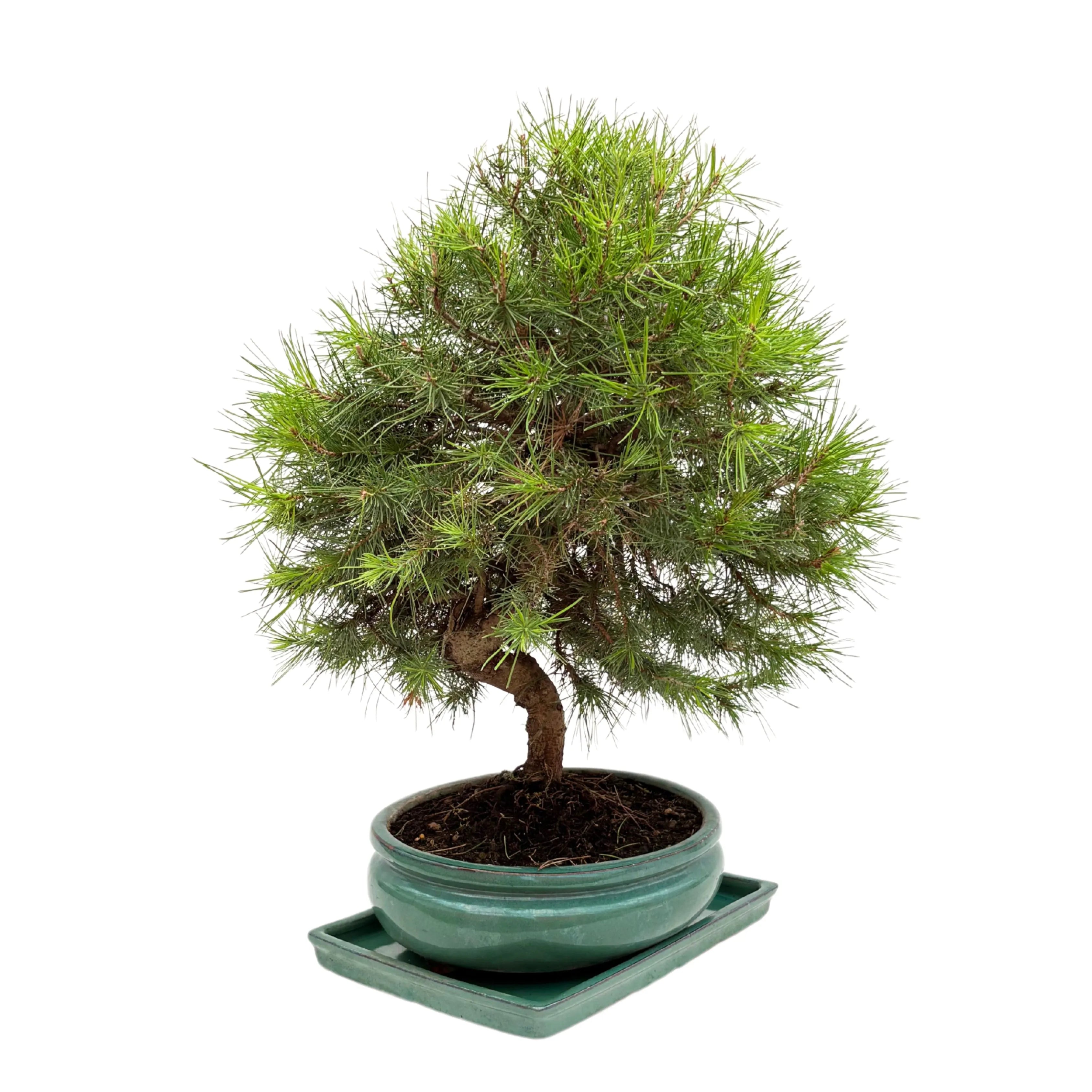 Bonsai Pinus Halepensis 14 Anni - Collezione Premium