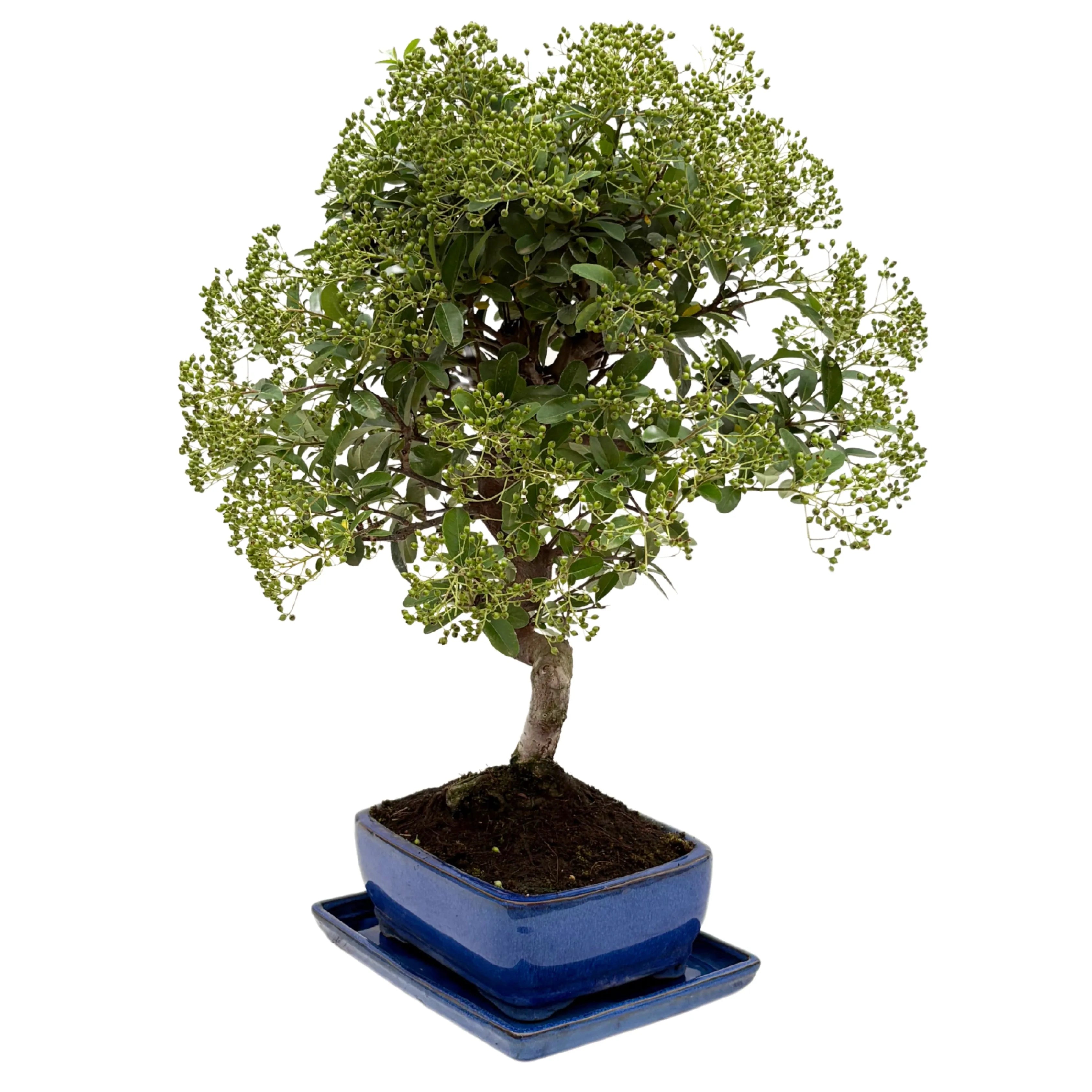 Bonsai Pyracantha sp. 13 Anni - Collezione Premium