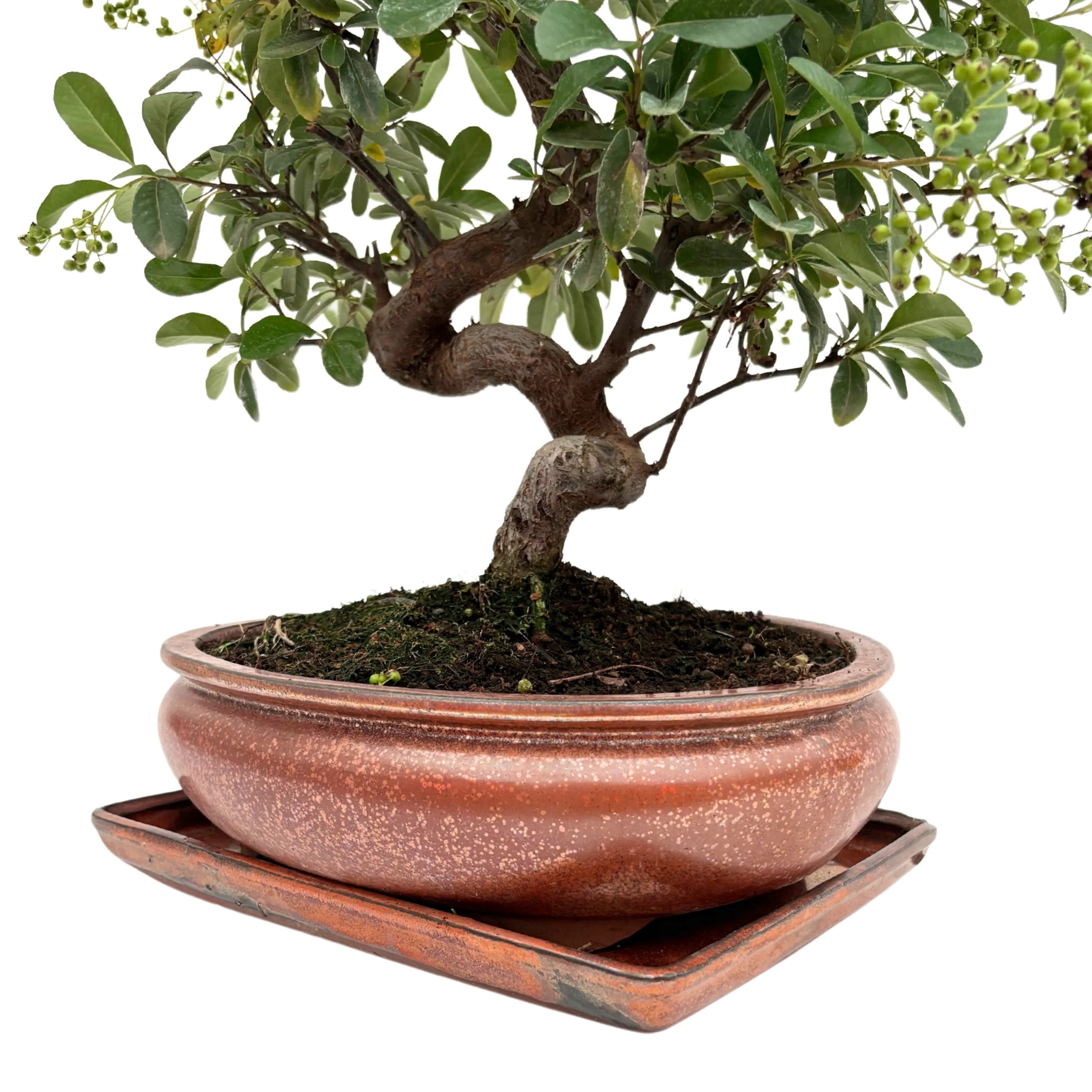 Bonsai Pyracantha 14 Anni - Collezione Premium