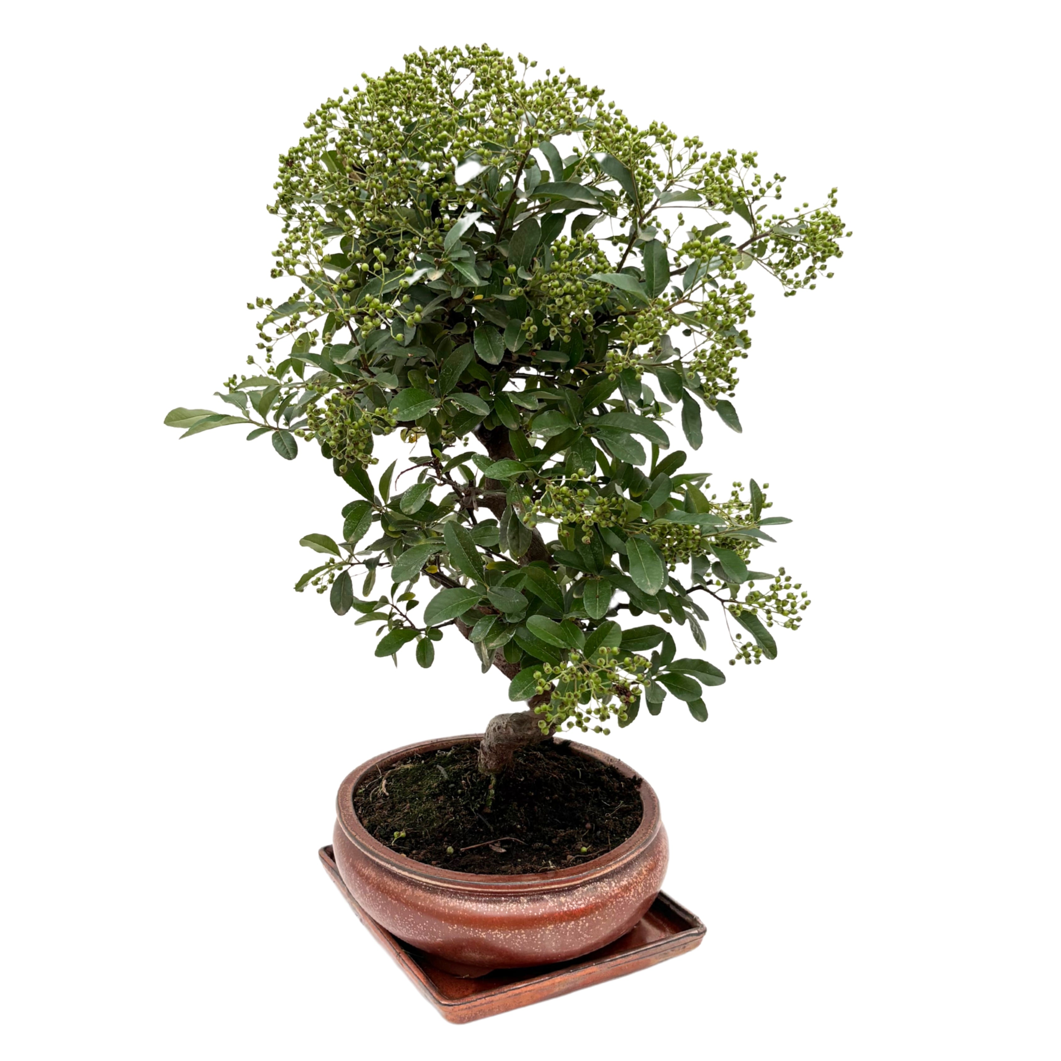 Bonsai Pyracantha 14 Anni - Collezione Premium