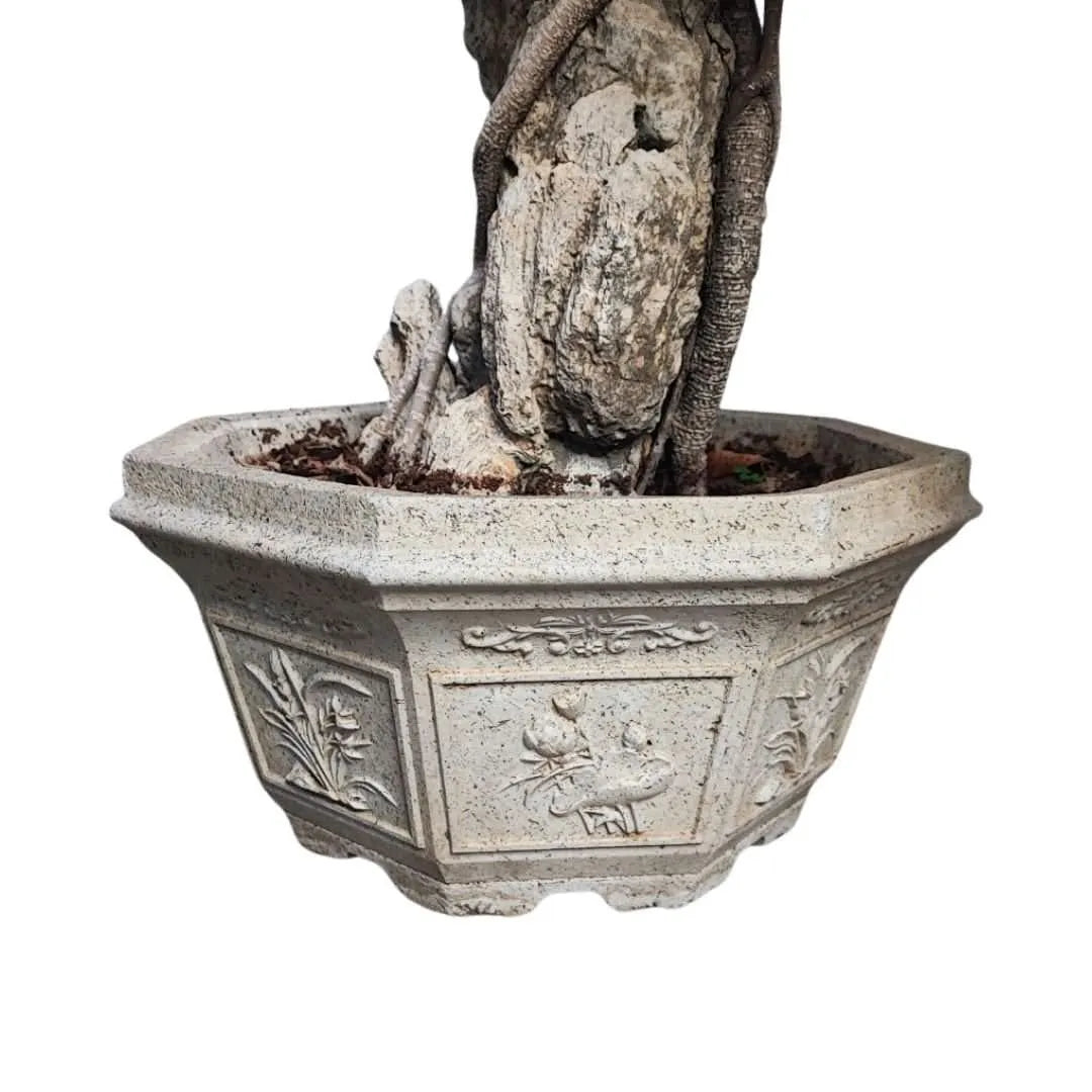 Bonsai Retusa pendente con pietra fossile incastonata in vaso decorato in cemento D. 50 CM H. 100 CM