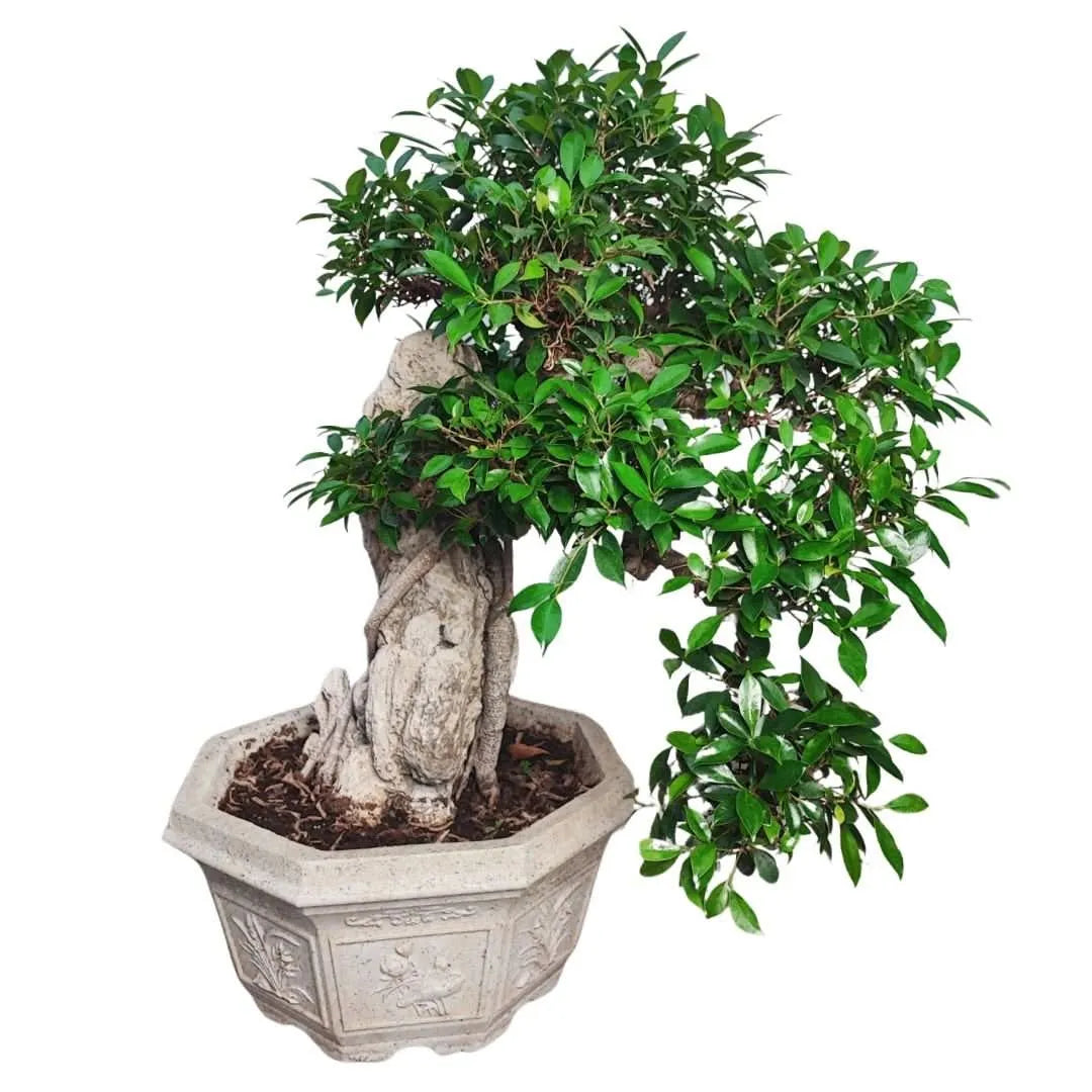 Bonsai Retusa pendente con pietra fossile incastonata in vaso decorato in cemento D. 50 CM H. 100 CM