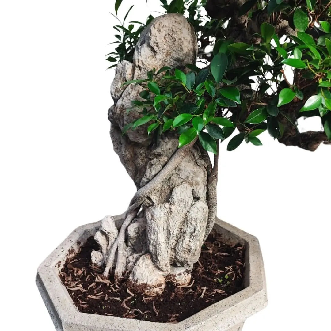Bonsai Retusa pendente con pietra fossile incastonata in vaso decorato in cemento D. 50 CM H. 100 CM