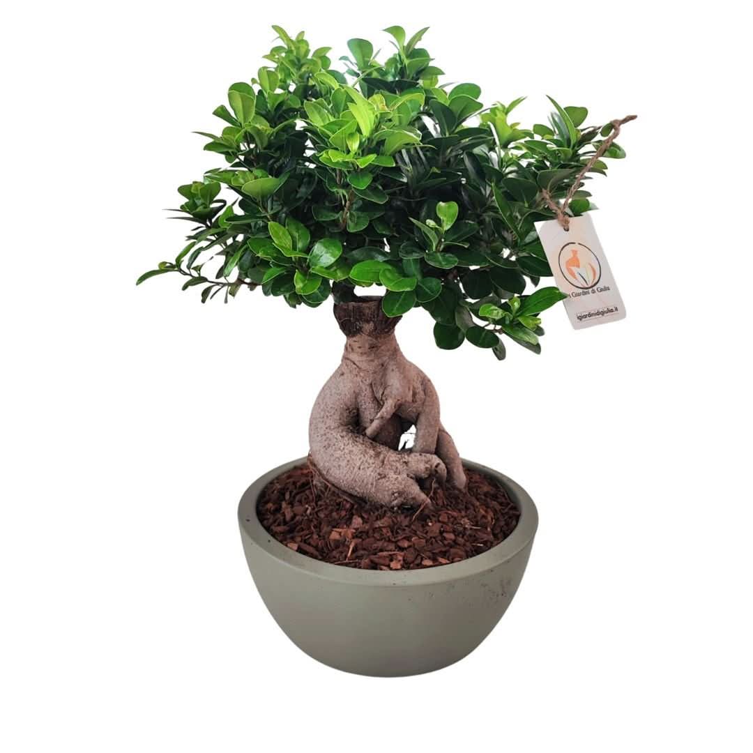 Bonsai ficus ginseng in vaso thetis