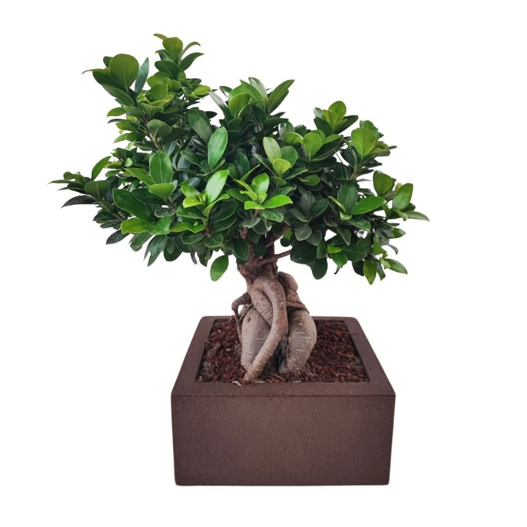 Bonsai ficus ginseng Vaso a Riserva D'acqua Minos