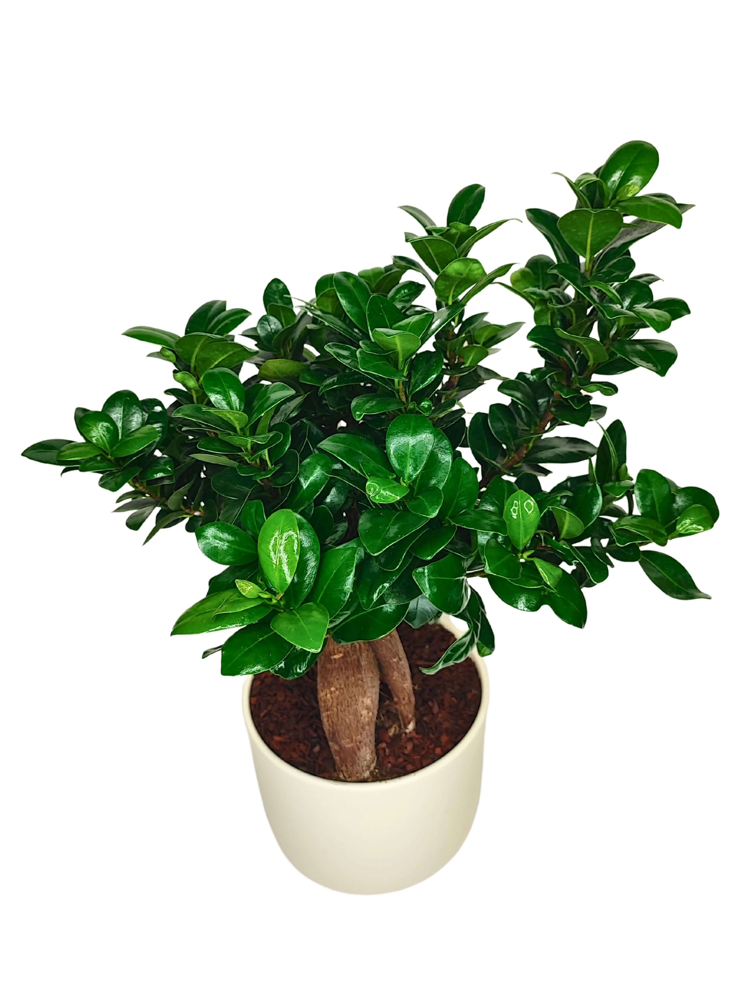 Bonsai Ficus Ginseng - Altezza Pianta 50 cm, Vaso di Ceramica 'Bari