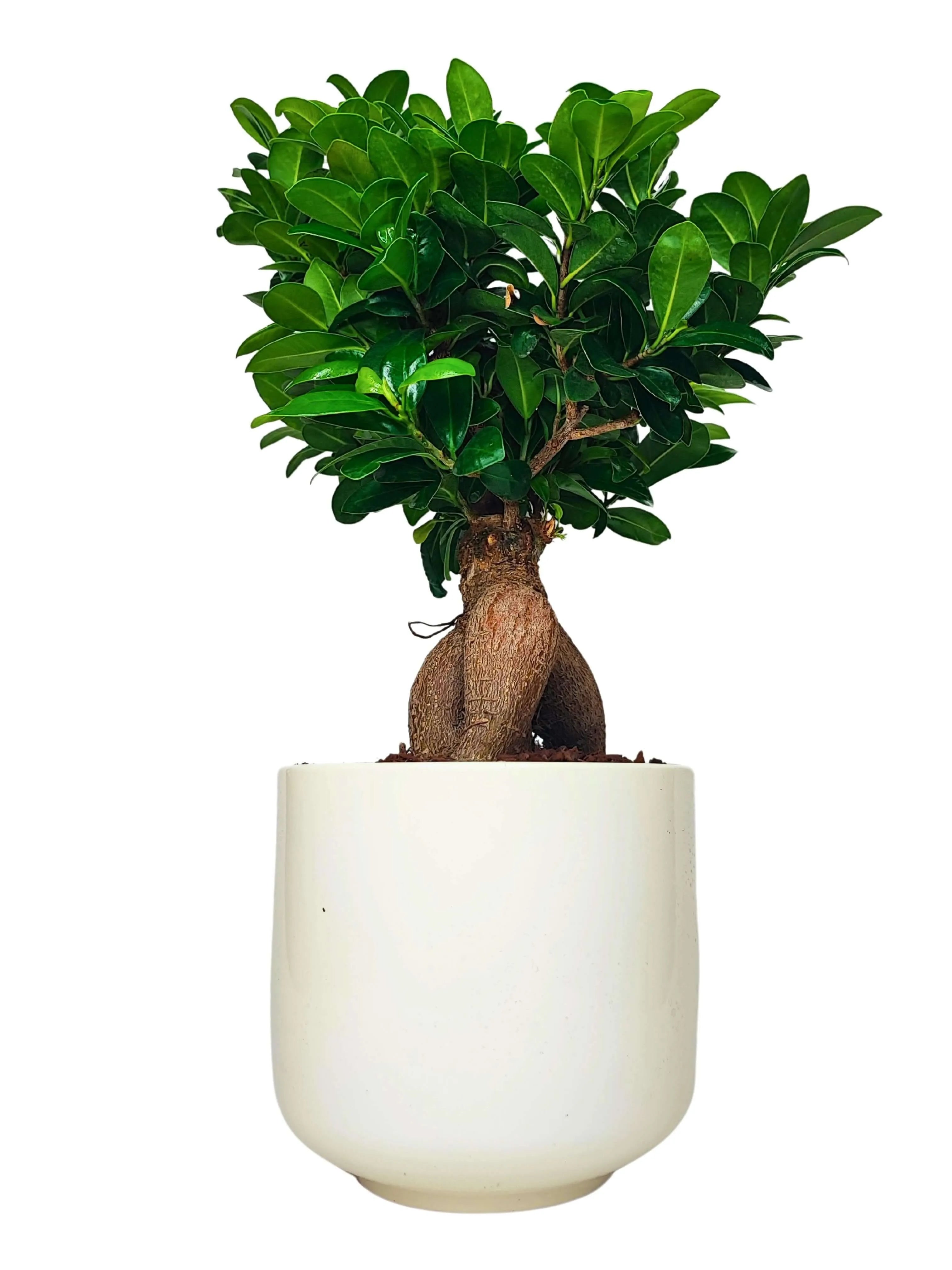 Bonsai Ficus Ginseng - Altezza Pianta 50 cm, Vaso di Ceramica 'Bari