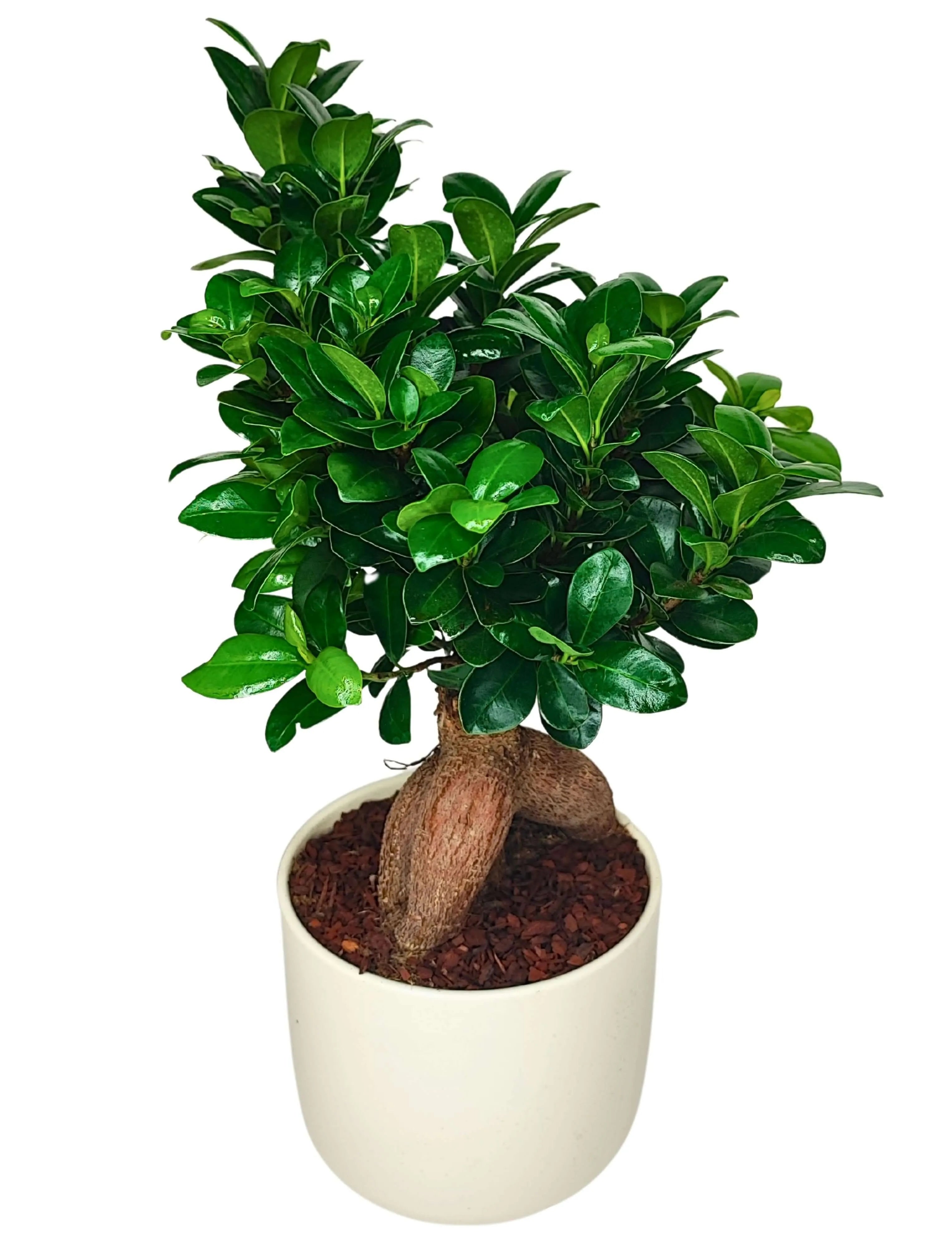 Bonsai Ficus Ginseng - Altezza Pianta 50 cm, Vaso di Ceramica 'Bari