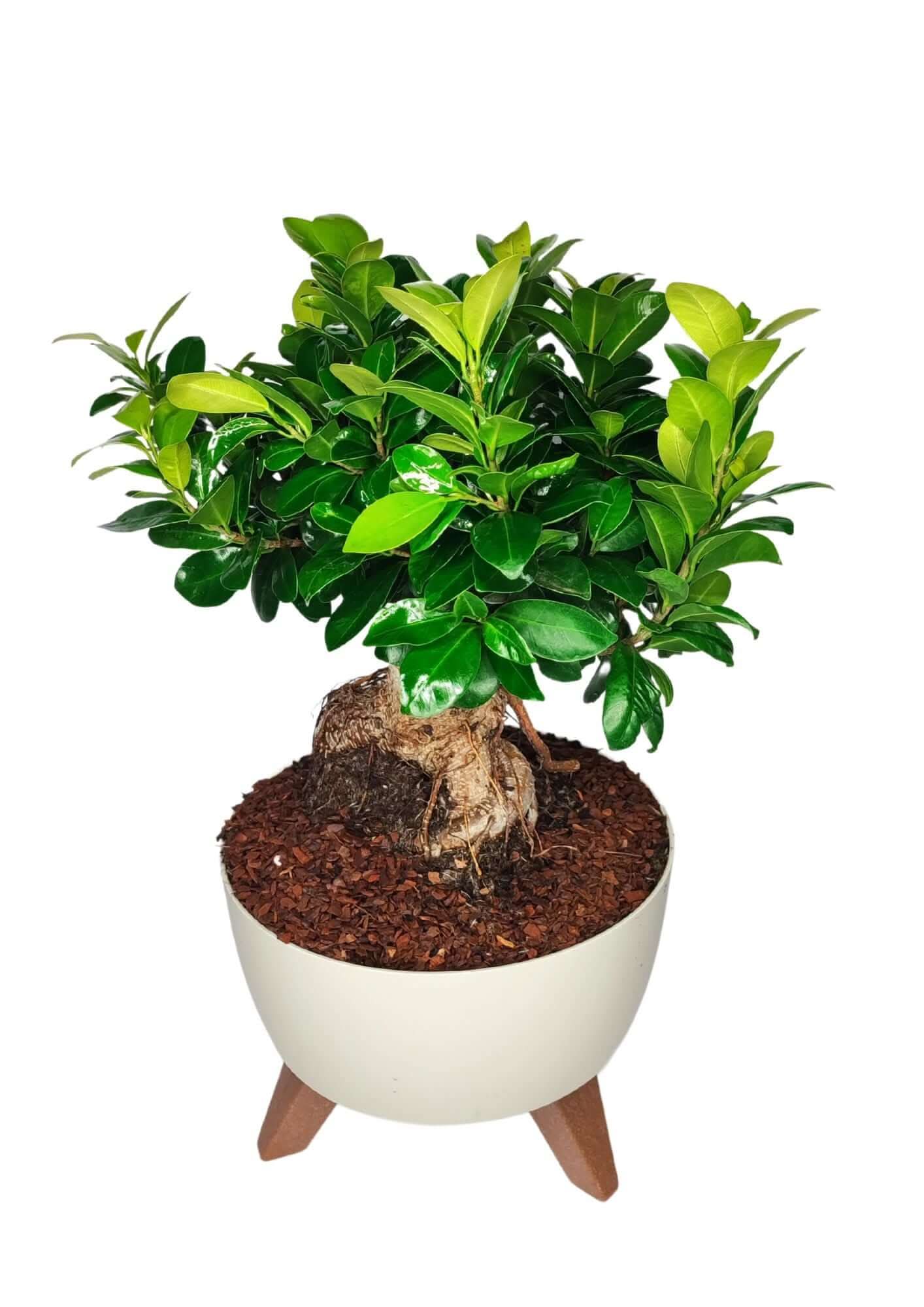 Bonsai Ficus Ginseng - Altezza Pianta 50 cm, Vaso in Resina 'Roma' Diametro 24 cm
