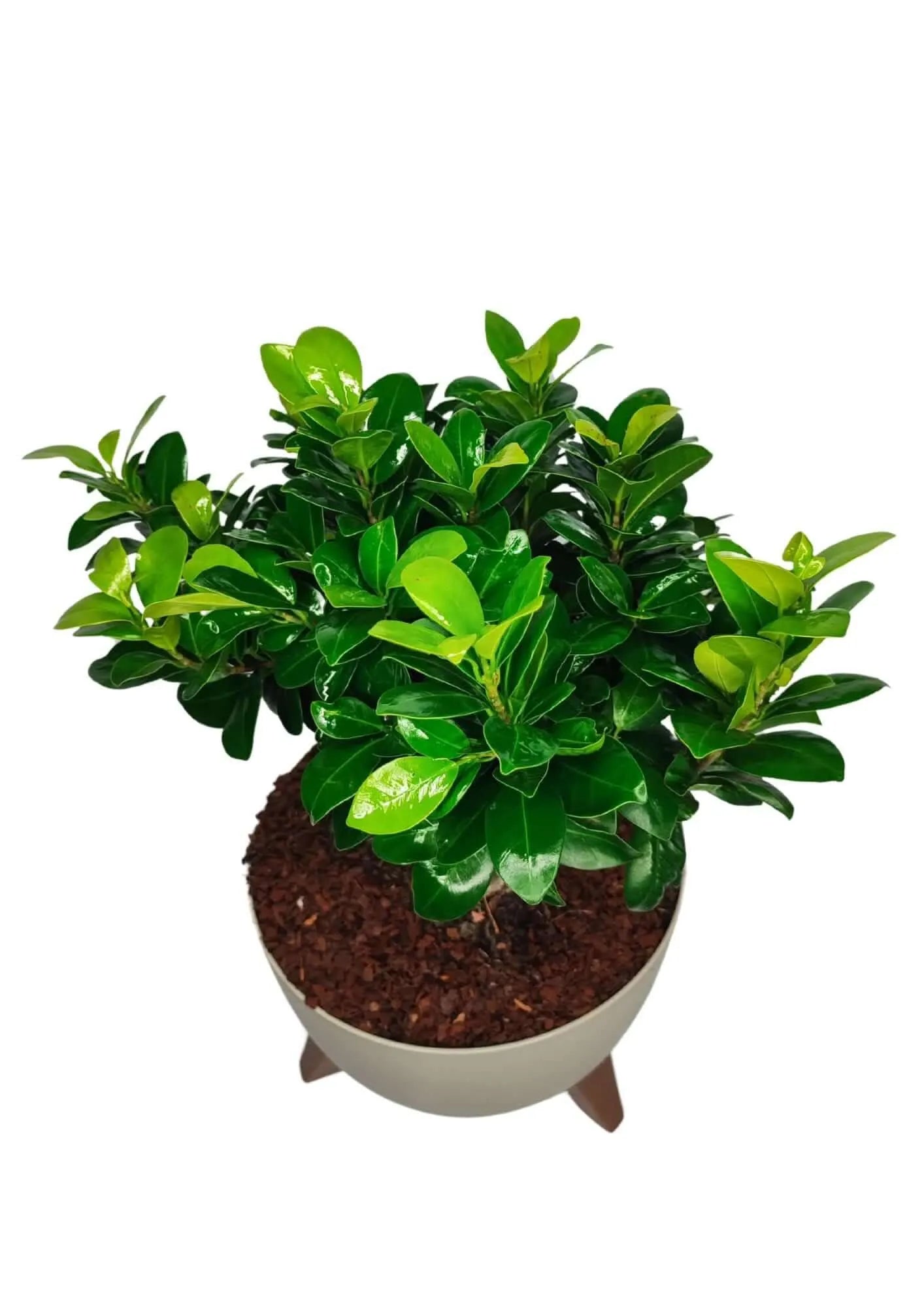 Bonsai Ficus Ginseng in vaso Roma