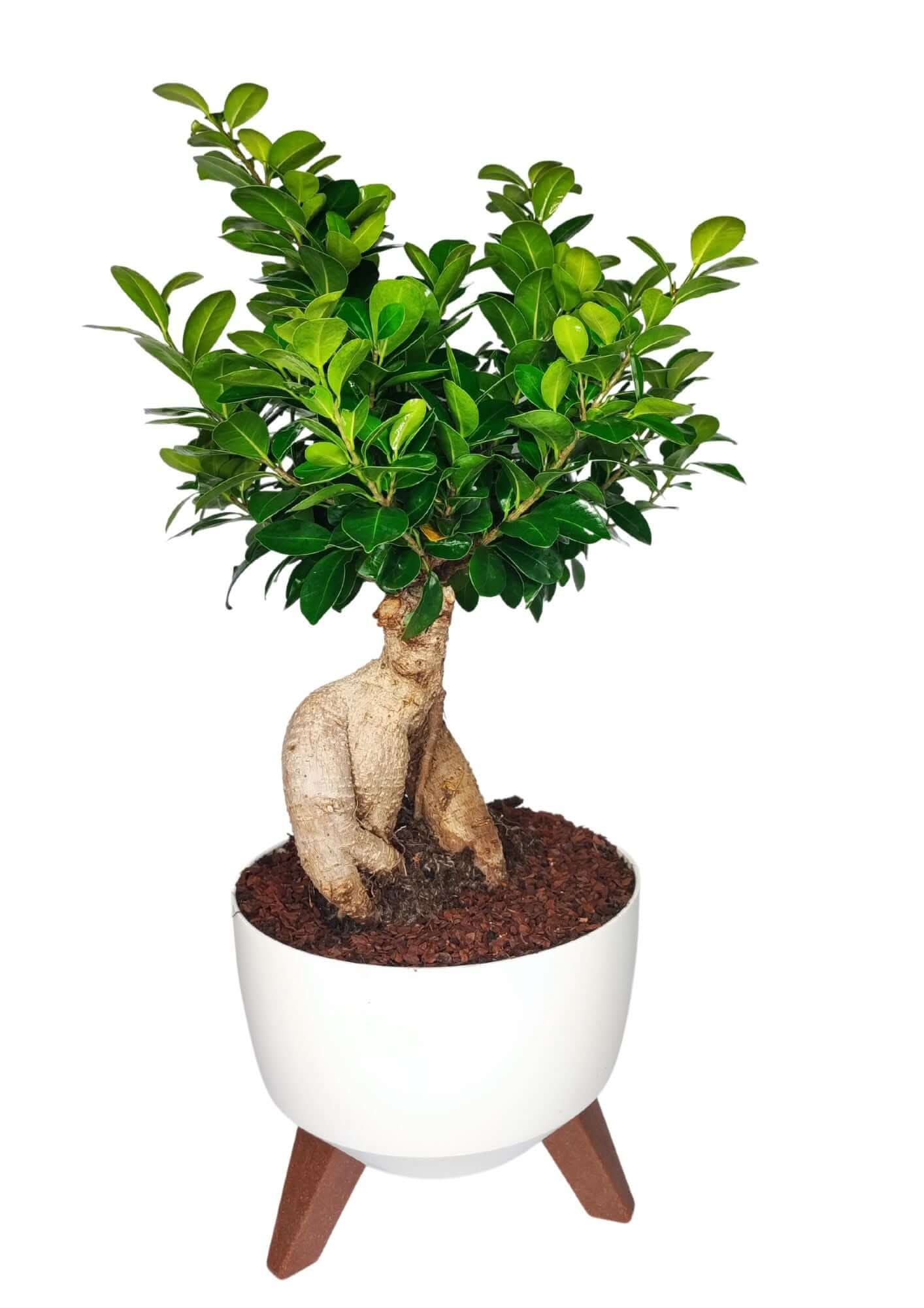 Bonsai Ficus Ginseng - Altezza Pianta 50 cm, Vaso in Resina 'Roma' Diametro 24 cm