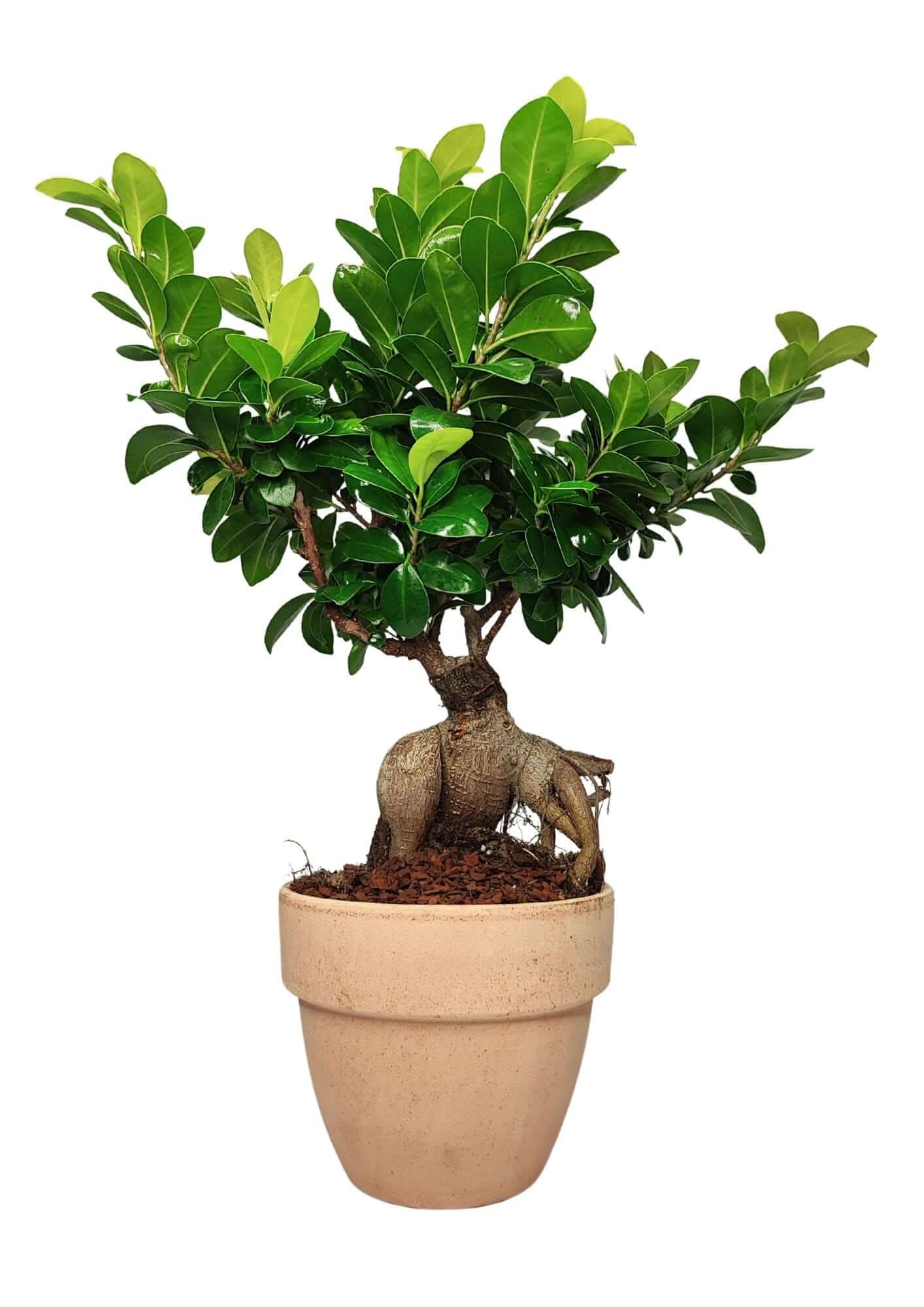 Bonsai Ficus Ginseng Vaso di Terracotta 'Palladio Arena'  Altezza Pianta 50 cm,