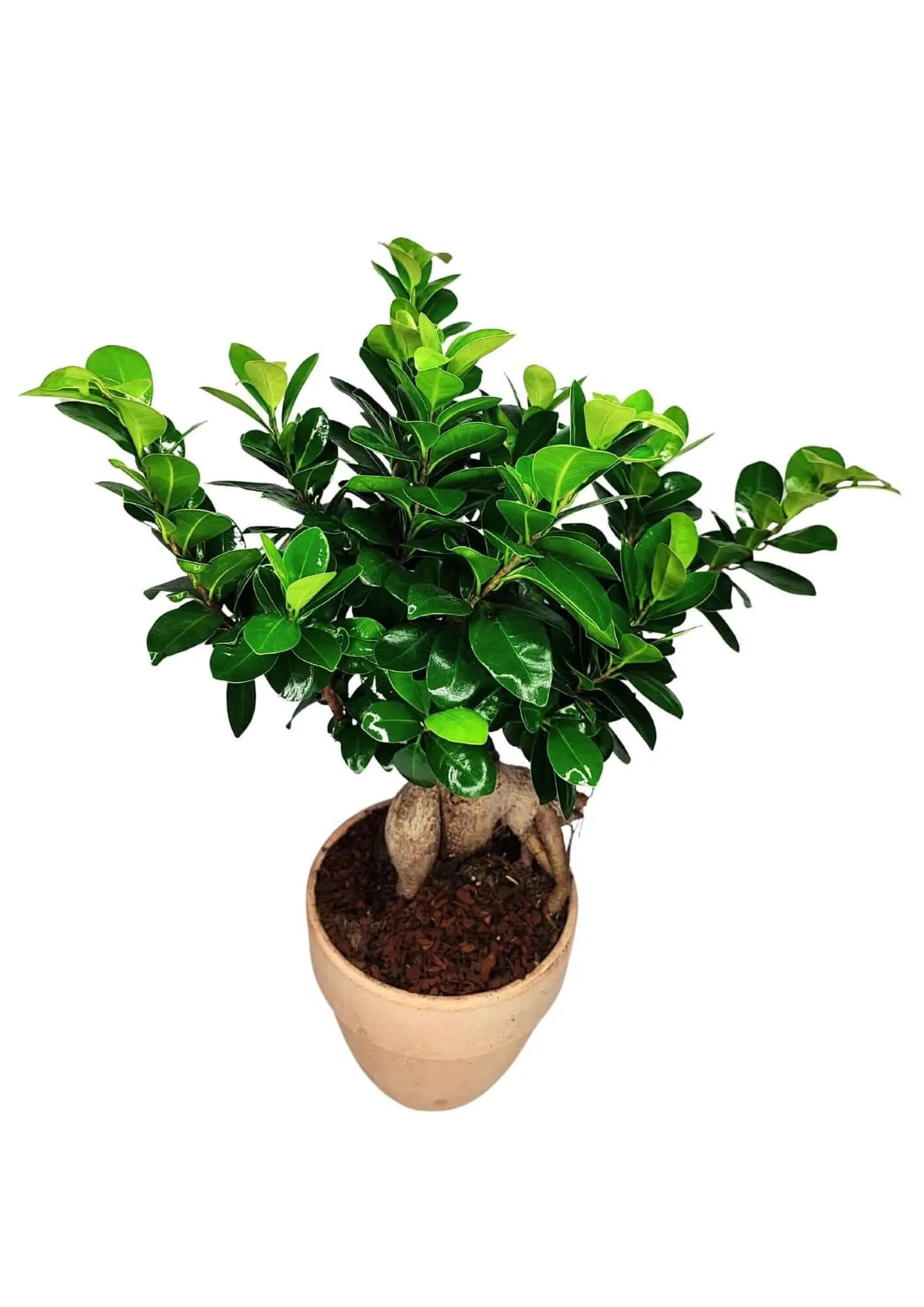 Bonsai Ficus Ginseng Vaso di Terracotta 'Palladio Arena'  Altezza Pianta 50 cm,