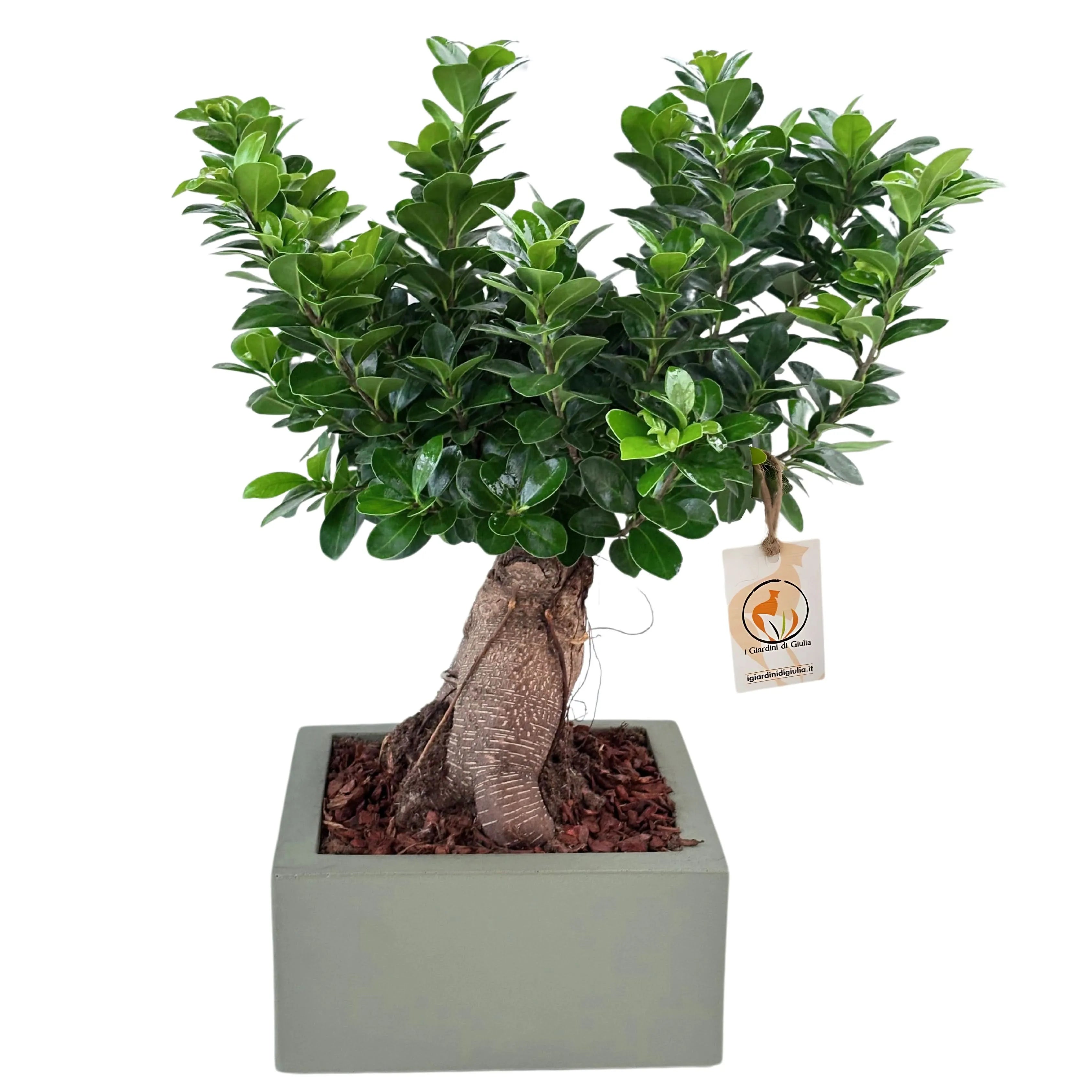 Bonsai Ficus Ginseng  in vaso "Minos"