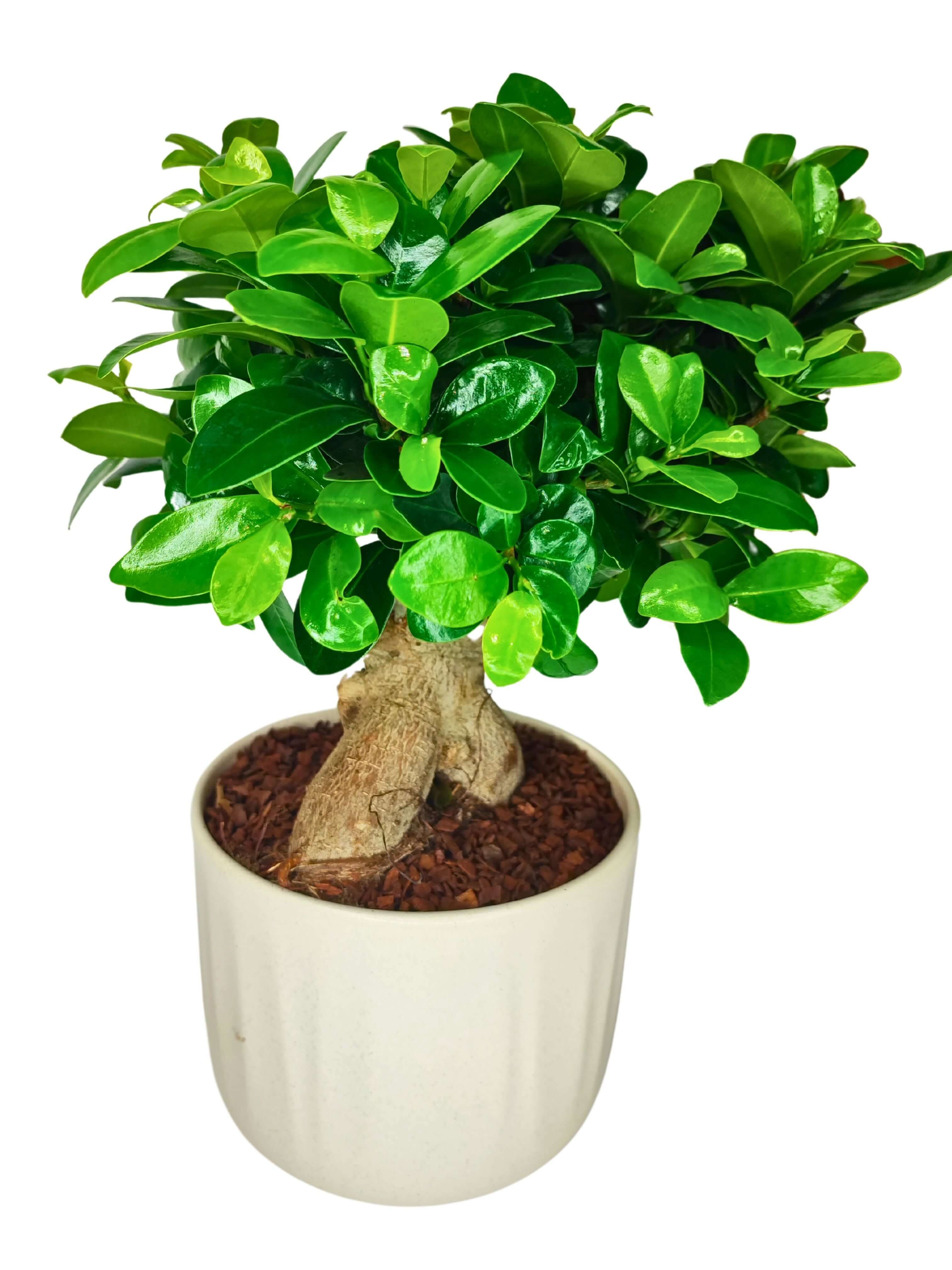Bonsai Ficus Ginseng - Altezza Pianta 50 cm, Vaso di Ceramica Bagua