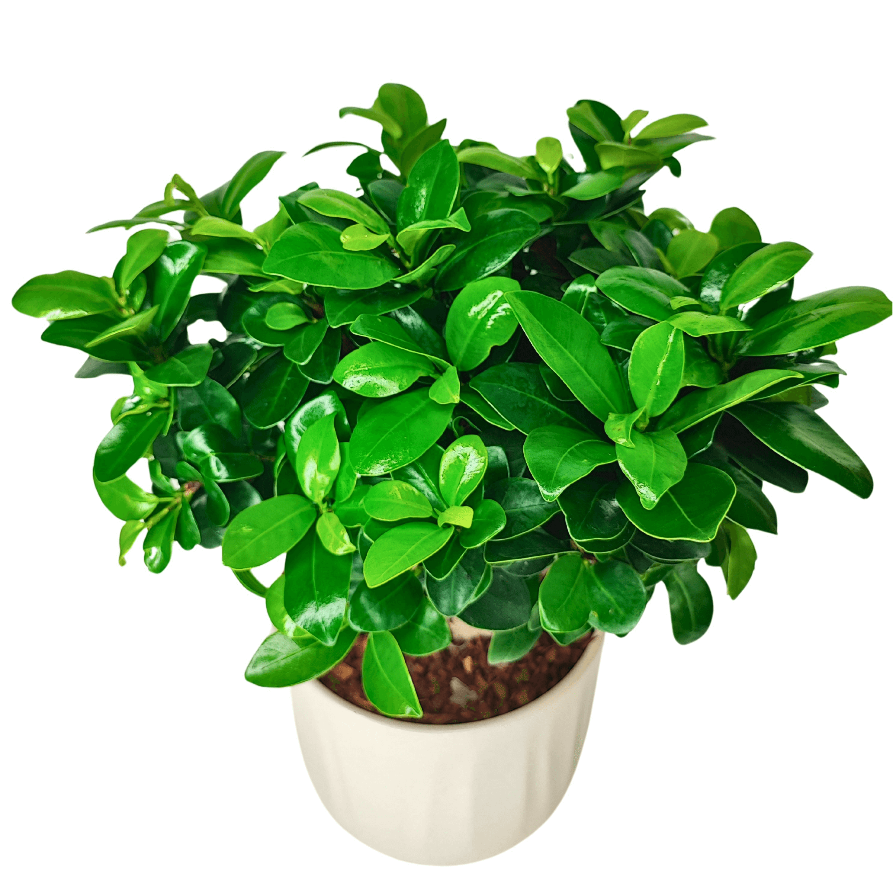 Bonsai Ficus Ginseng - Altezza Pianta 50 cm, Vaso di Ceramica Bagua