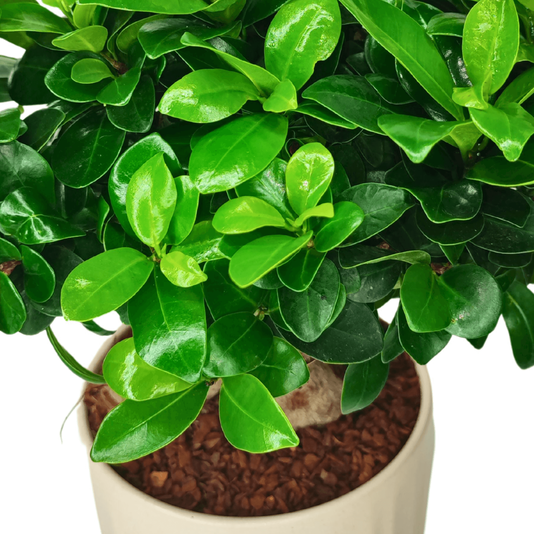 Bonsai Ficus Ginseng - Altezza Pianta 50 cm, Vaso di Ceramica Bagua