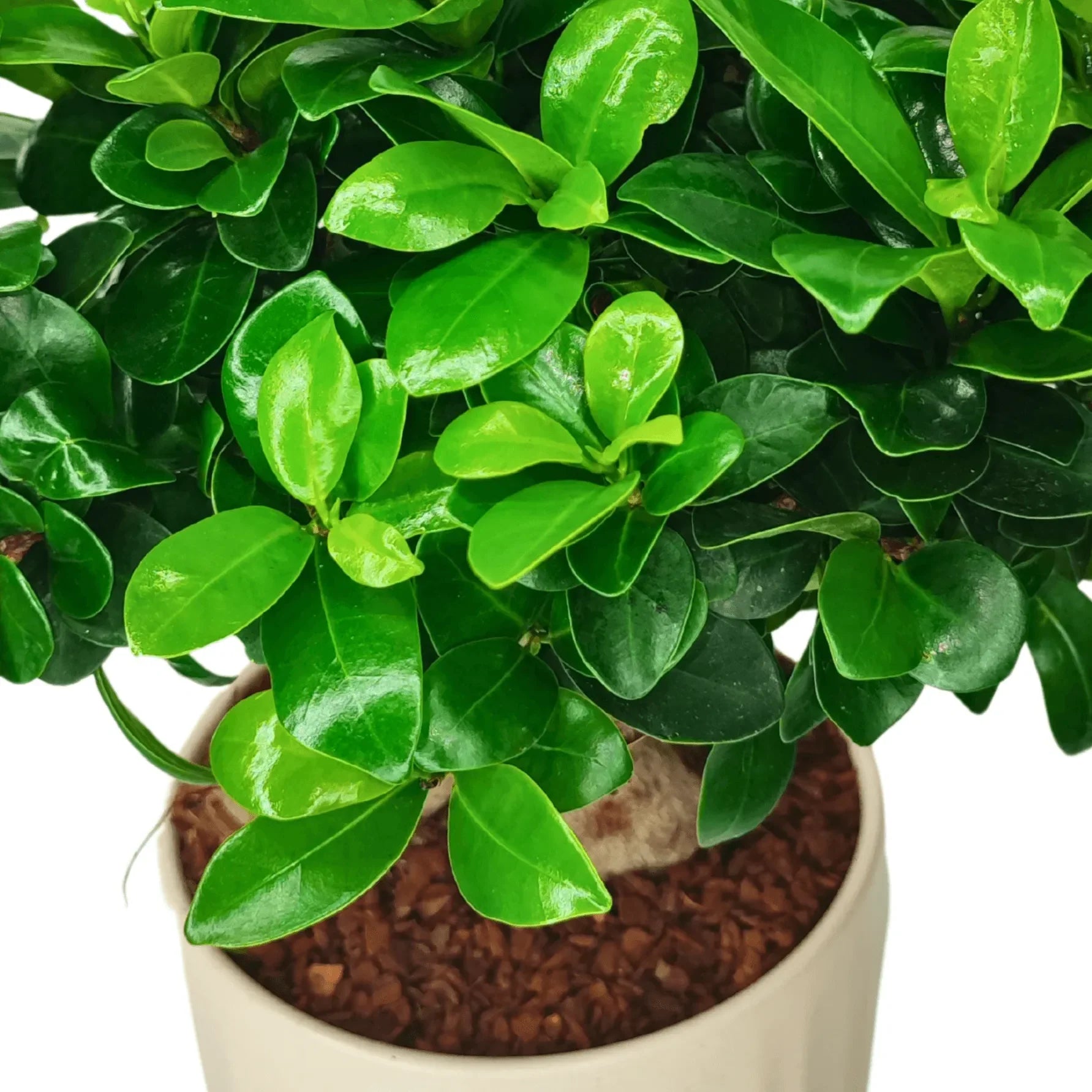Bonsai Ficus Ginseng - Altezza Pianta 50 cm, Vaso di Ceramica Bagua