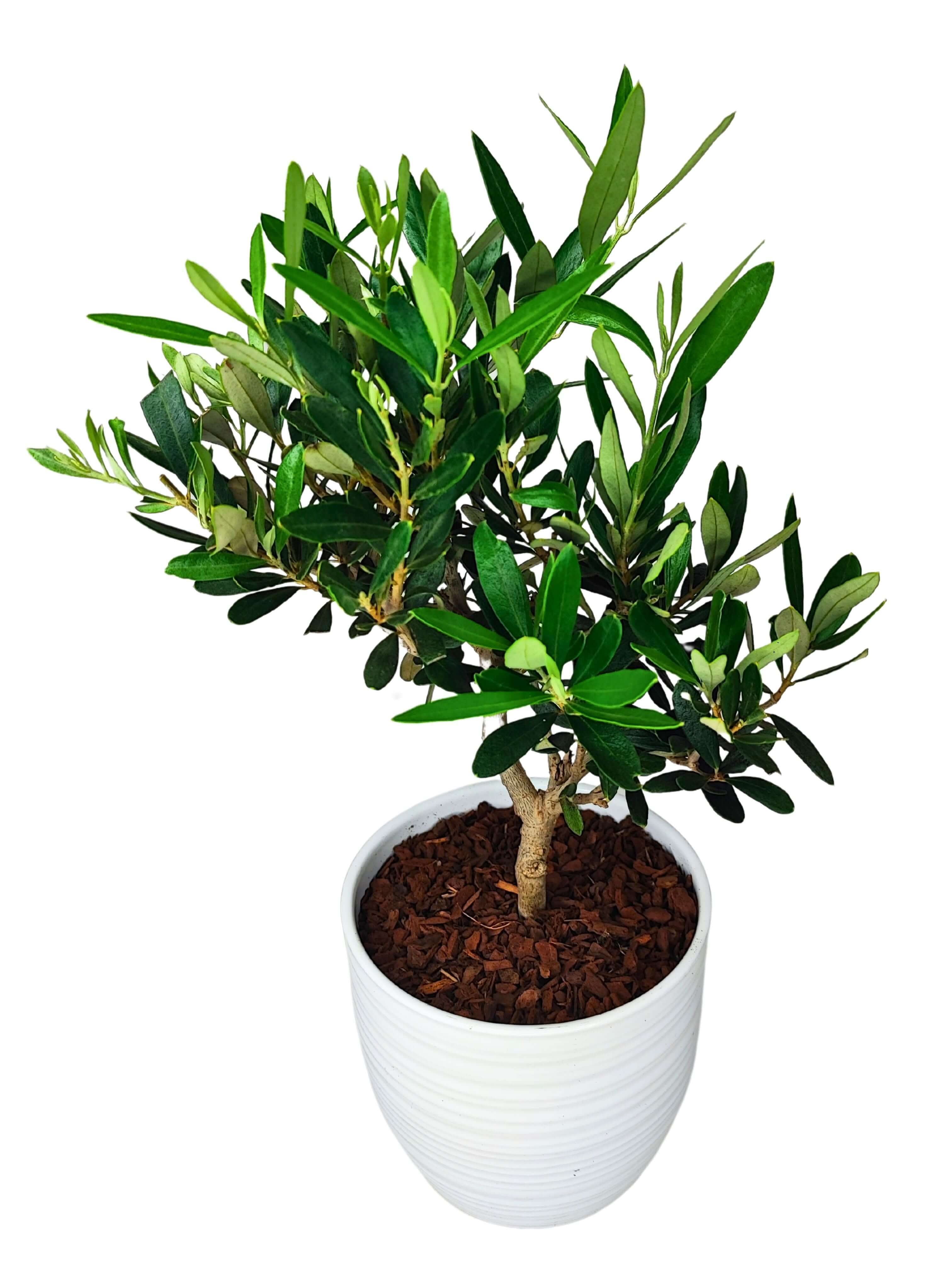 Bonsai Olivo - Altezza Pianta 40 cm, Vaso di Ceramica Bergamo
