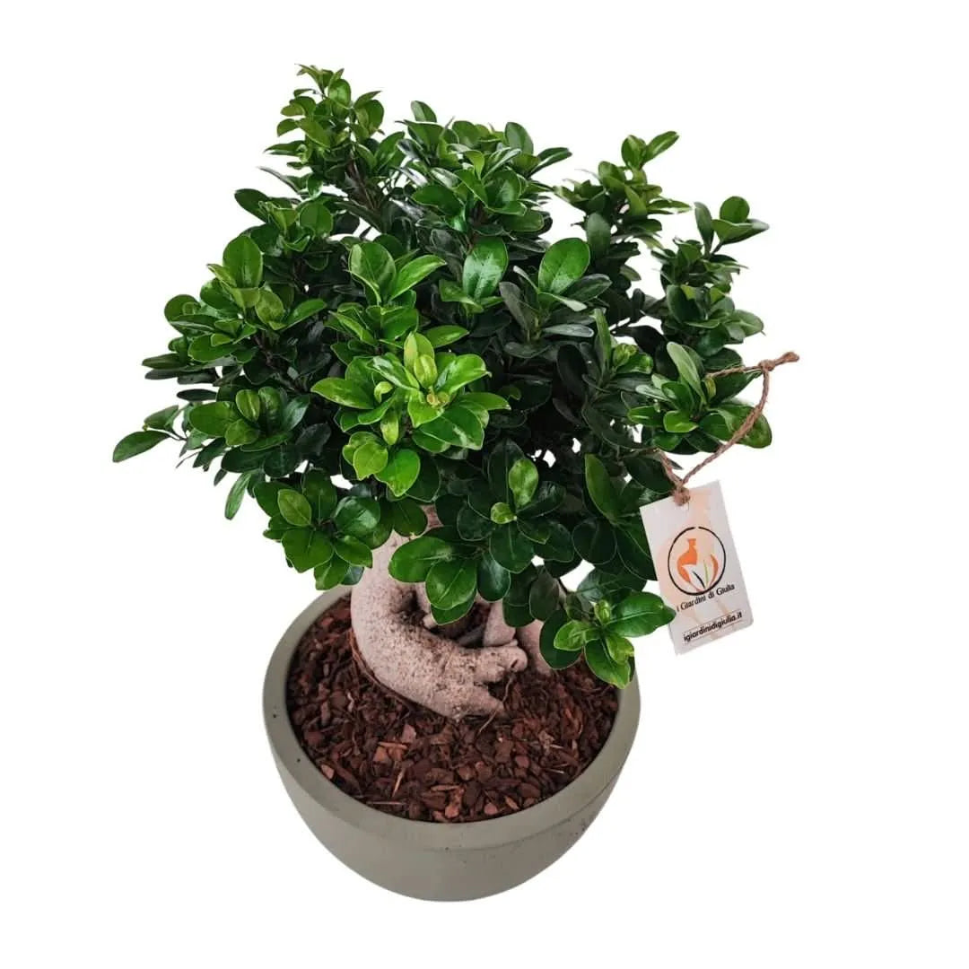 Bonsai ficus ginseng in vaso thetis