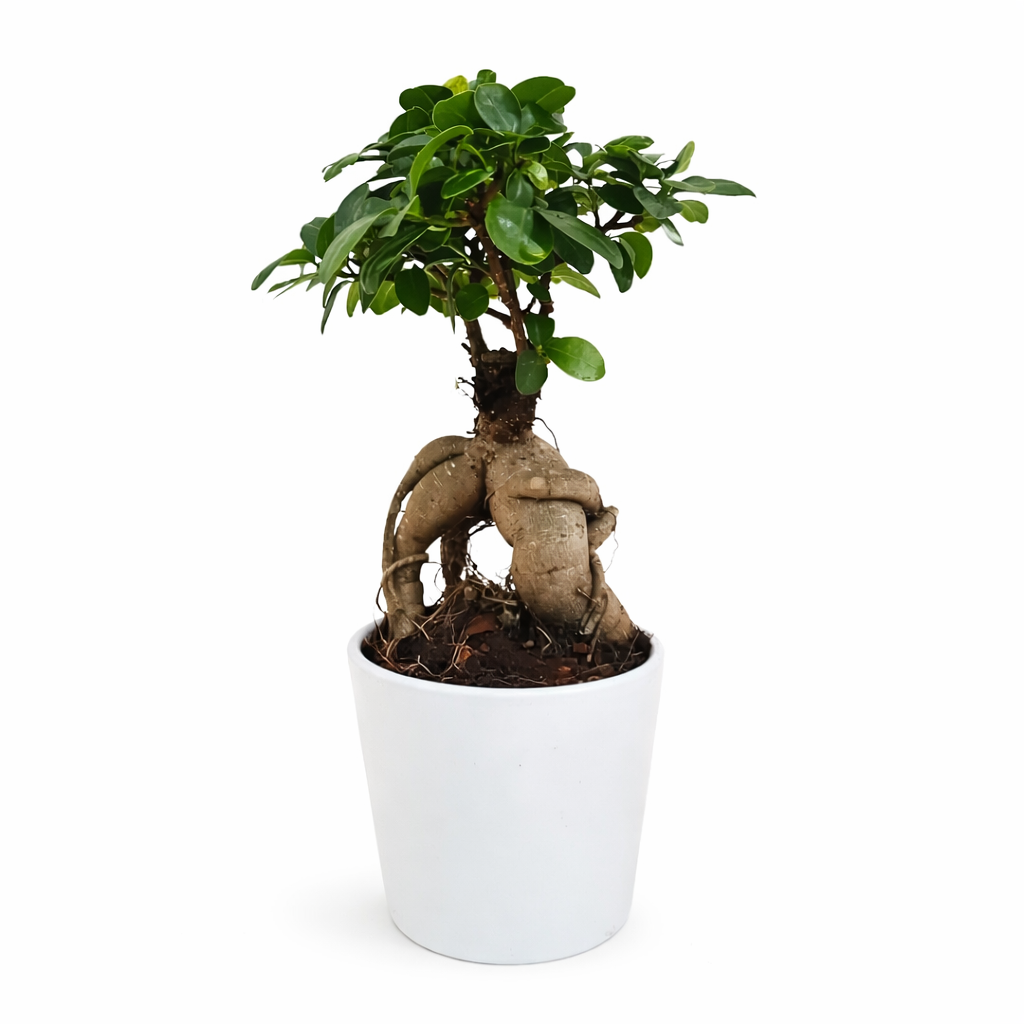 Bonsai ficus ginseng in vaso Dallas