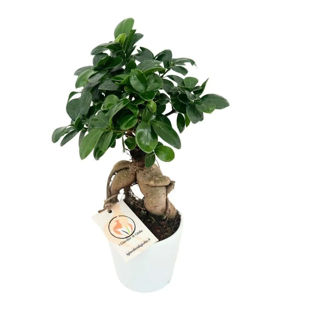 Bonsai ficus ginseng in vaso ceramica Dallas