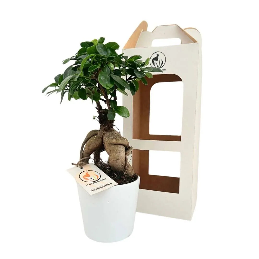 Bonsai ficus ginseng in vaso ceramica Dallas