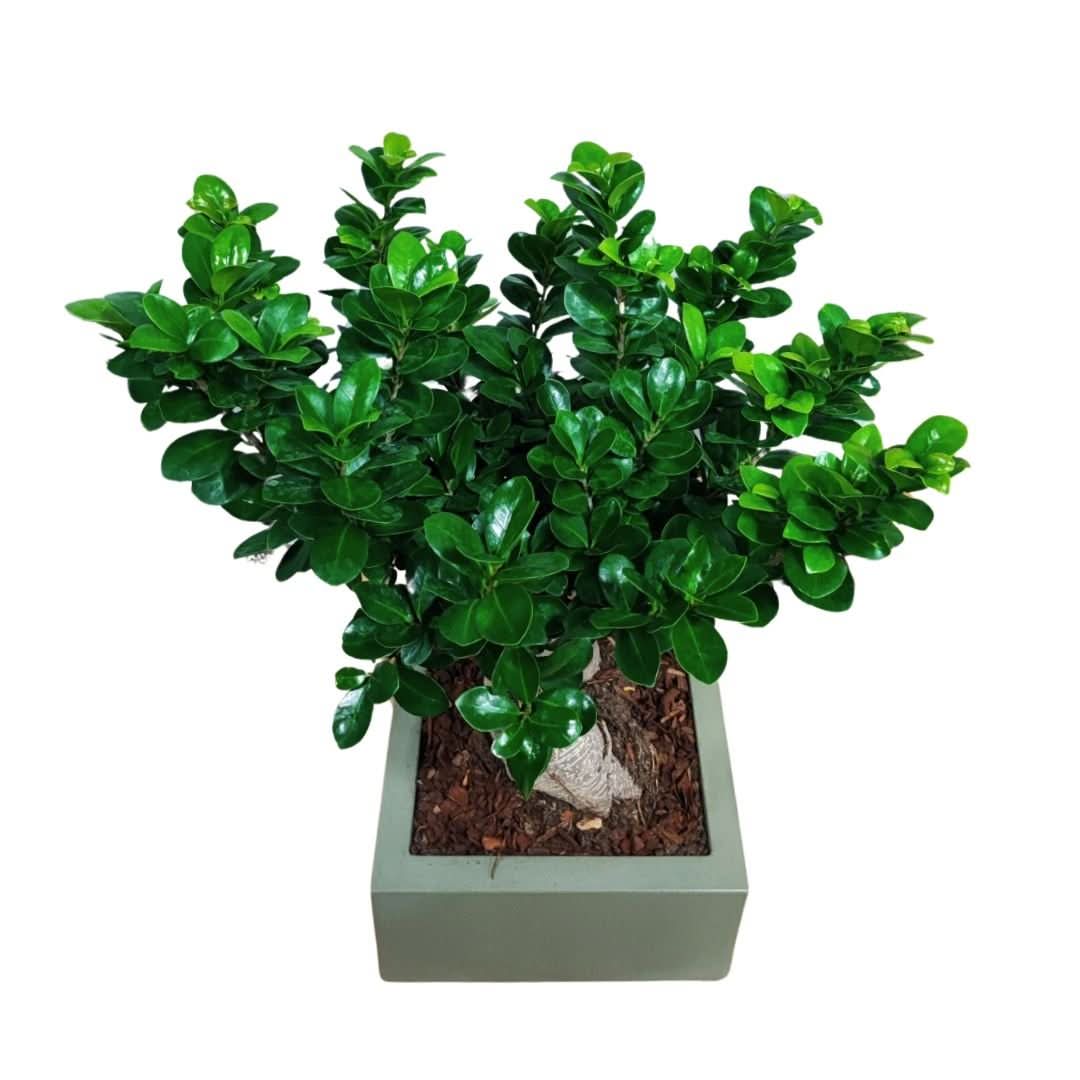 Bonsai ficus ginseng Vaso a Riserva D'acqua Minos